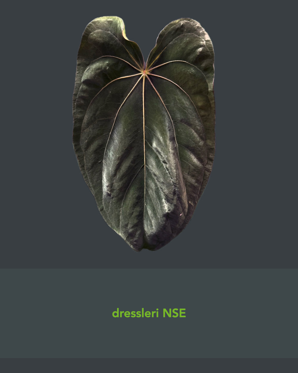 Anthurium dressleri NSE x carlablackiae RA8