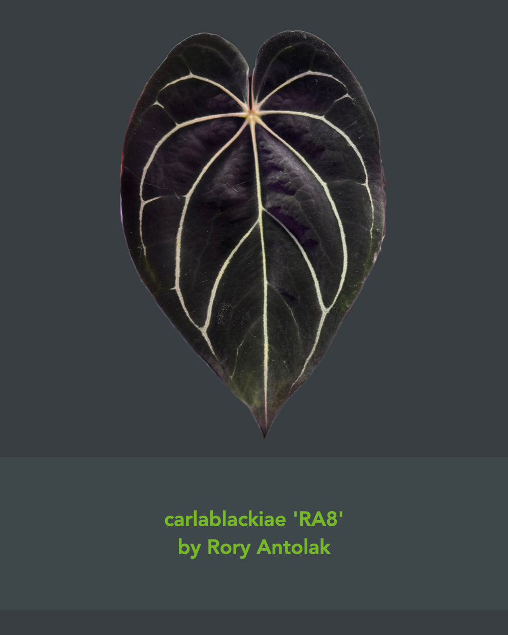 Anthurium dressleri NSE x carlablackiae RA8
