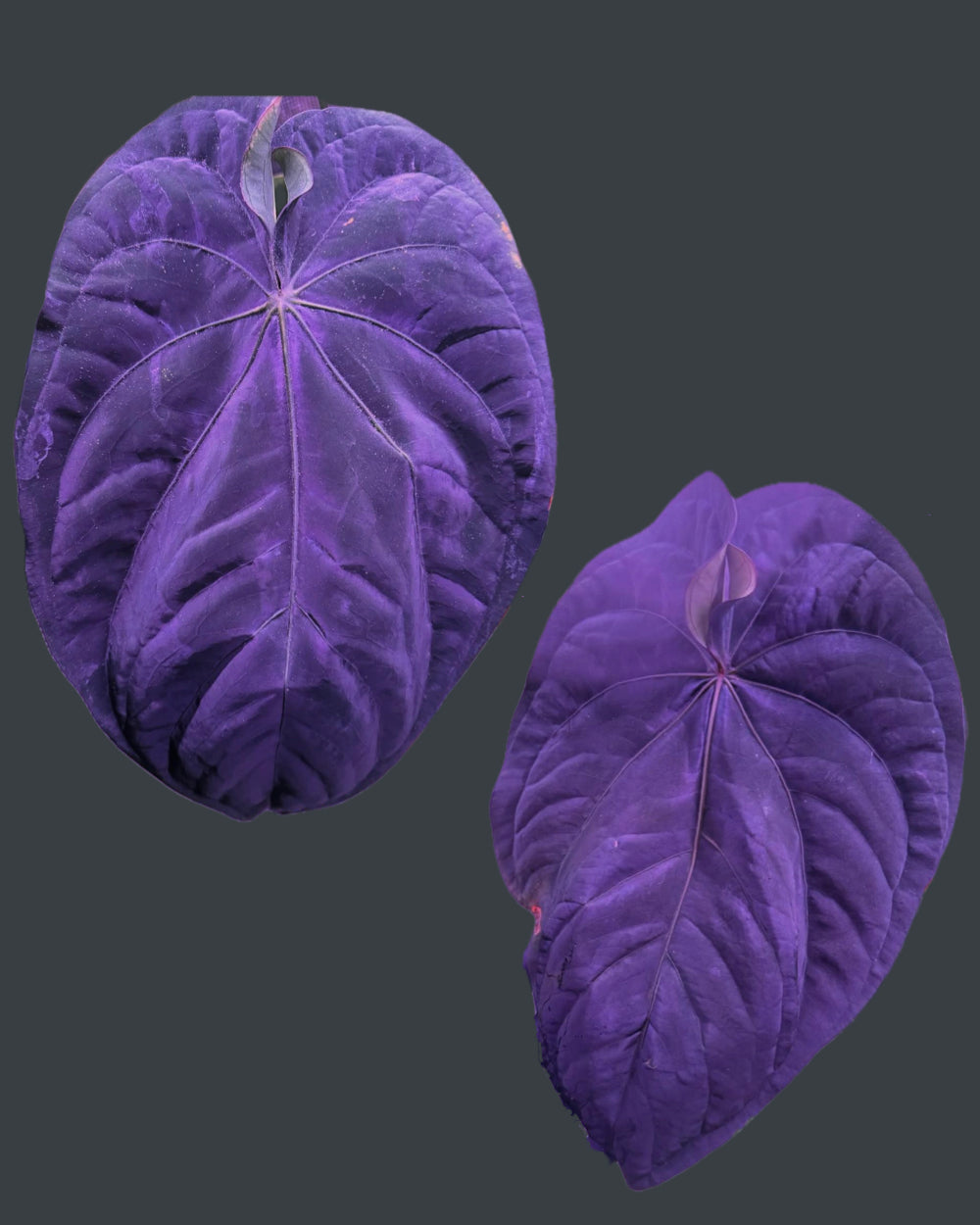 Anthurium dressleri RG F1 Jay x dressleri RG F1 Ivy