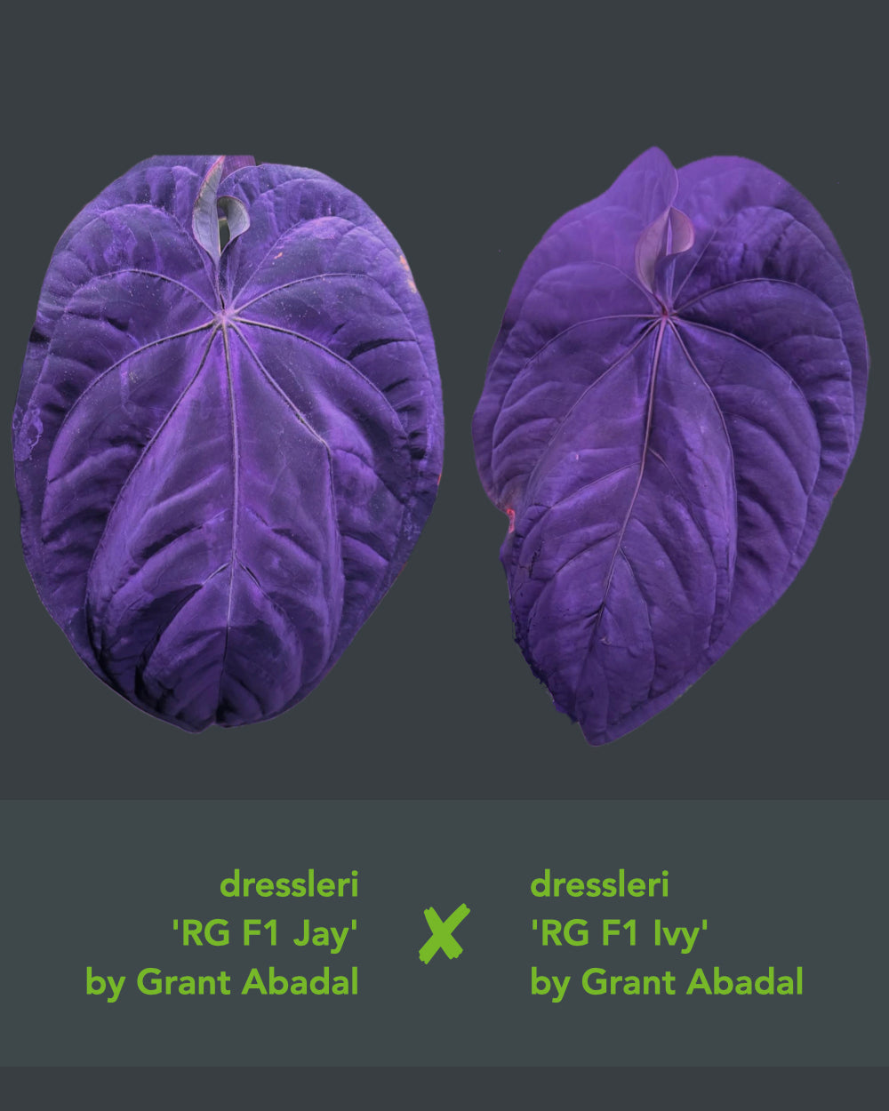 Anthurium dressleri RG F1 Jay x dressleri RG F1 Ivy