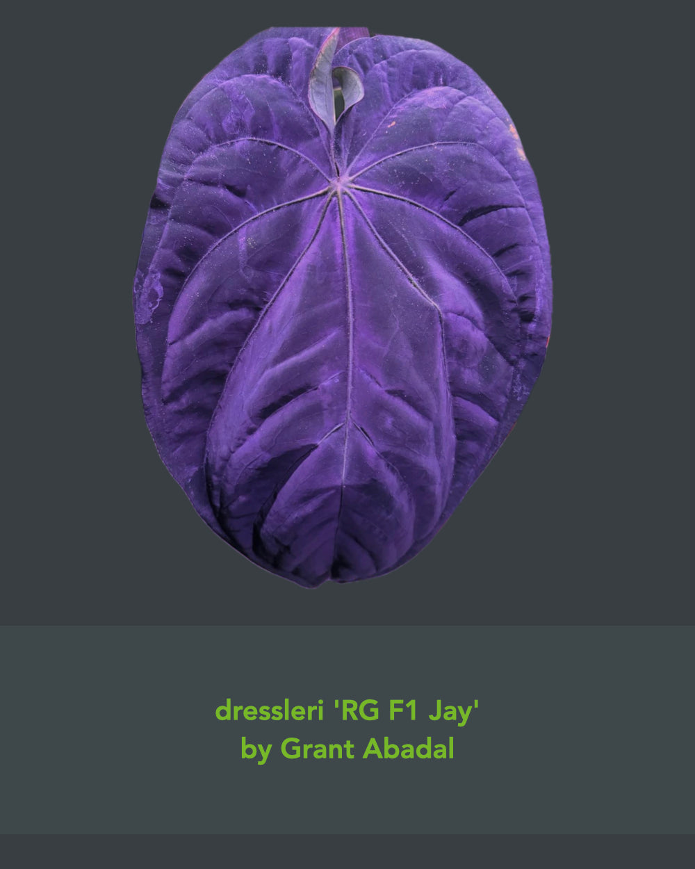 Anthurium dressleri RG F1 Jay x dressleri RG F1 Ivy