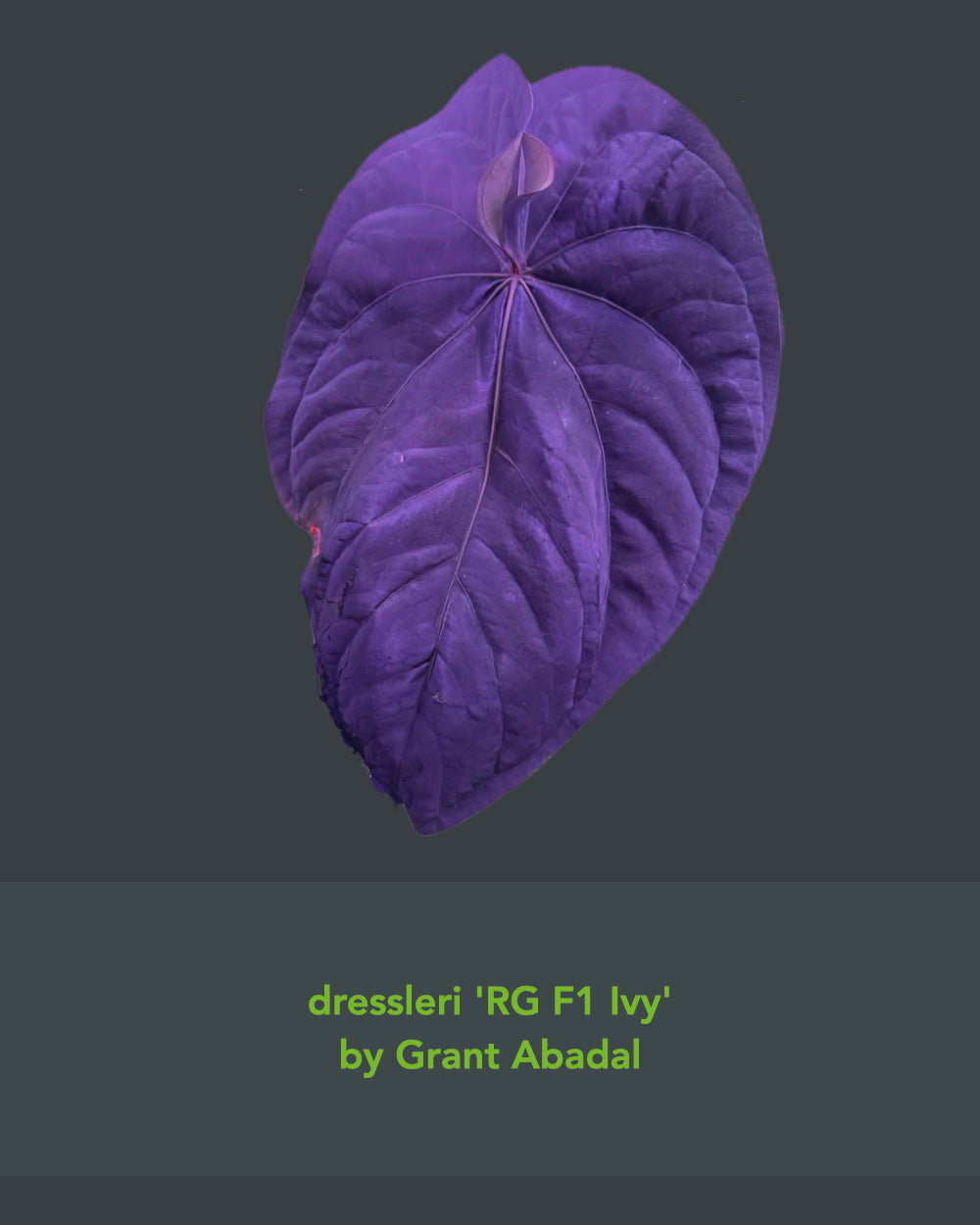 Anthurium dressleri RG F1 Jay x dressleri RG F1 Ivy