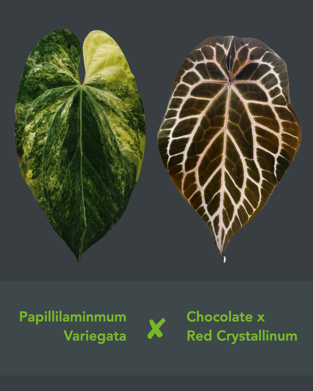 Papillilaminum Variegata x (Chocolate x Red Crystallinum)