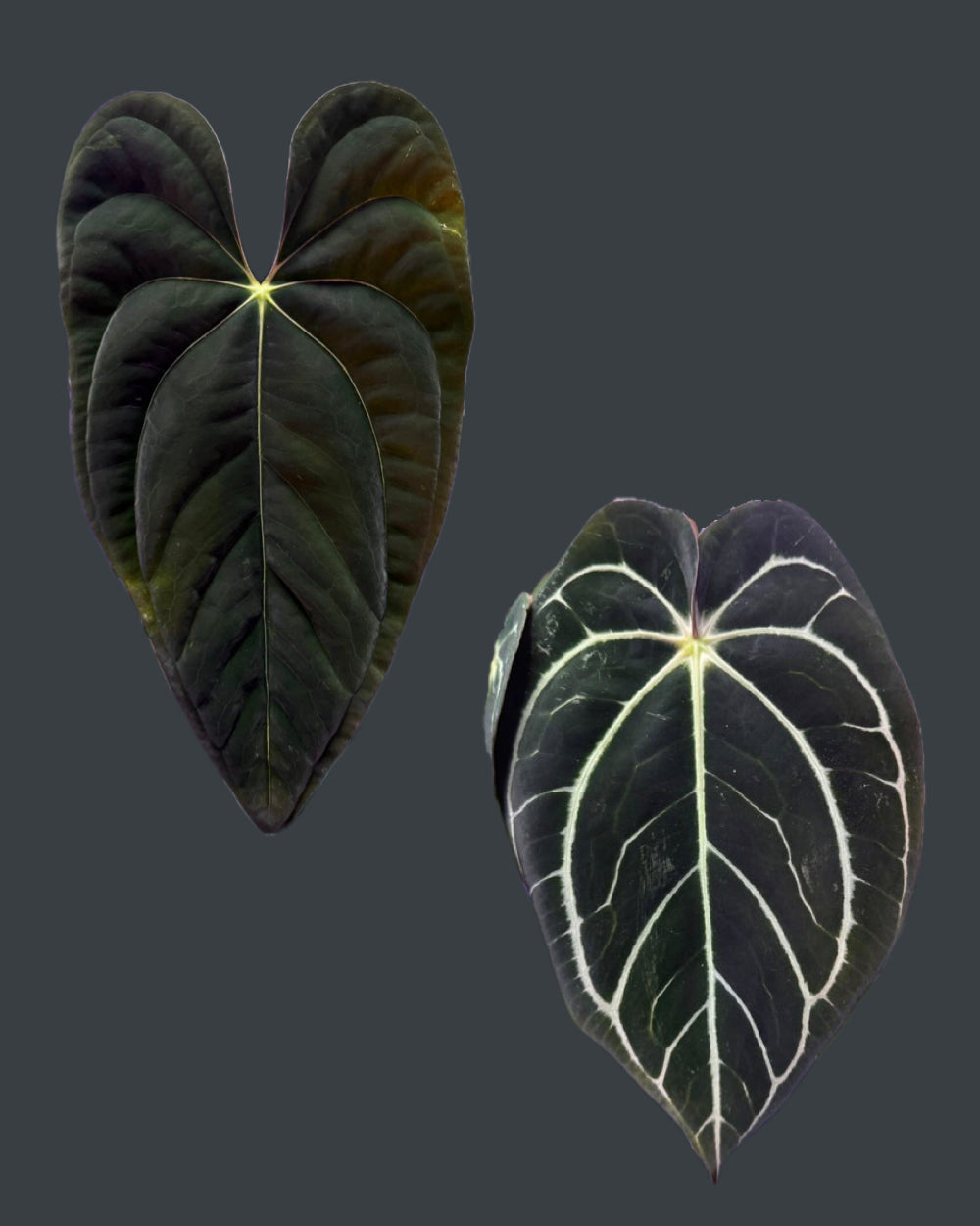 Anthurium papillilaminum RA6 X carlablackiae RA6x5