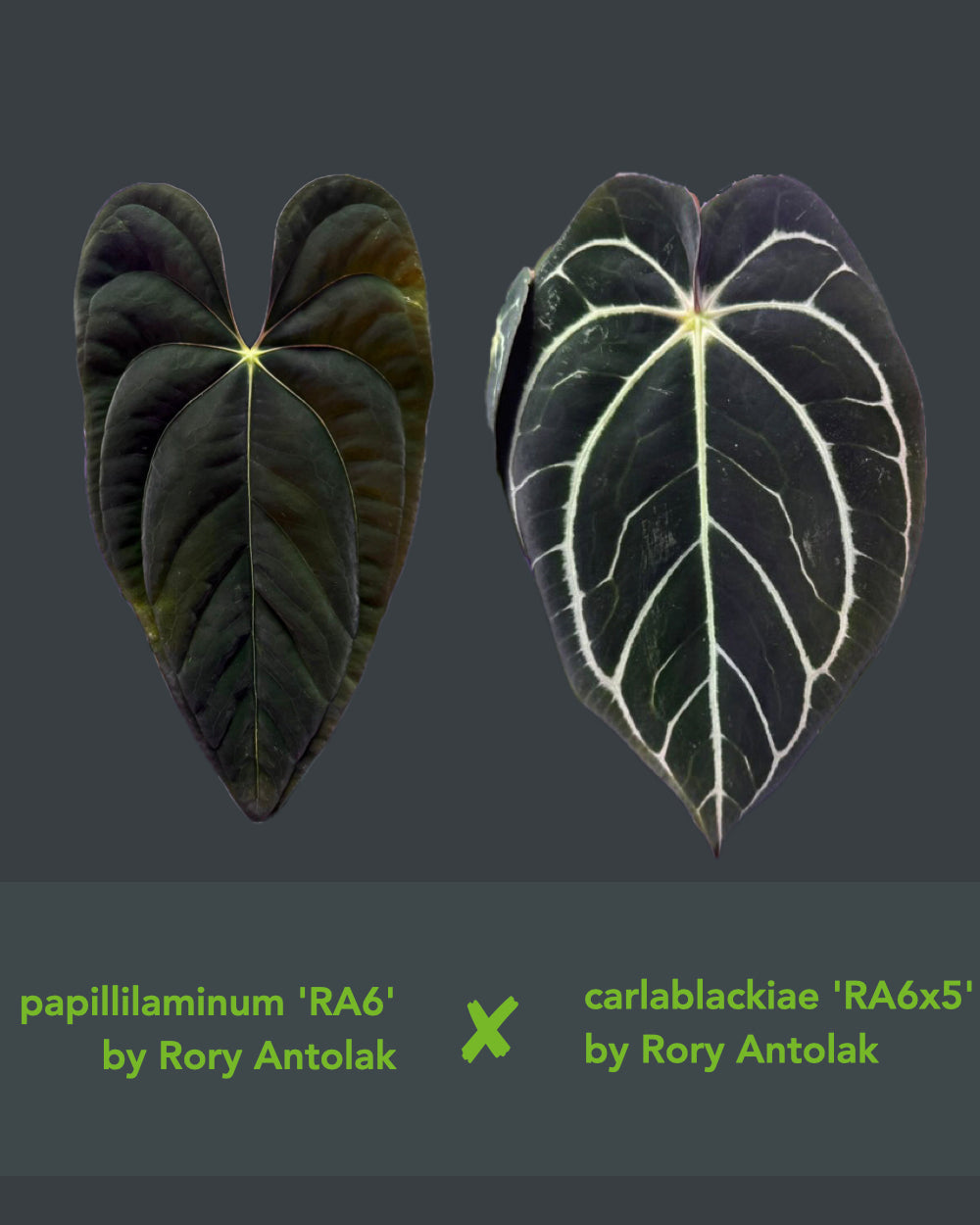 Anthurium papillilaminum RA6 X carlablackiae RA6x5