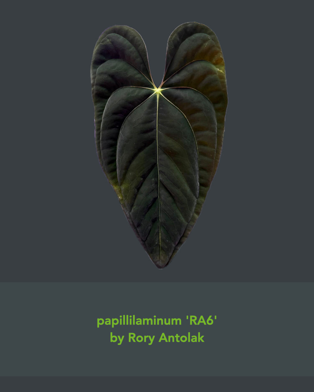 Anthurium papillilaminum RA6 X carlablackiae RA6x5