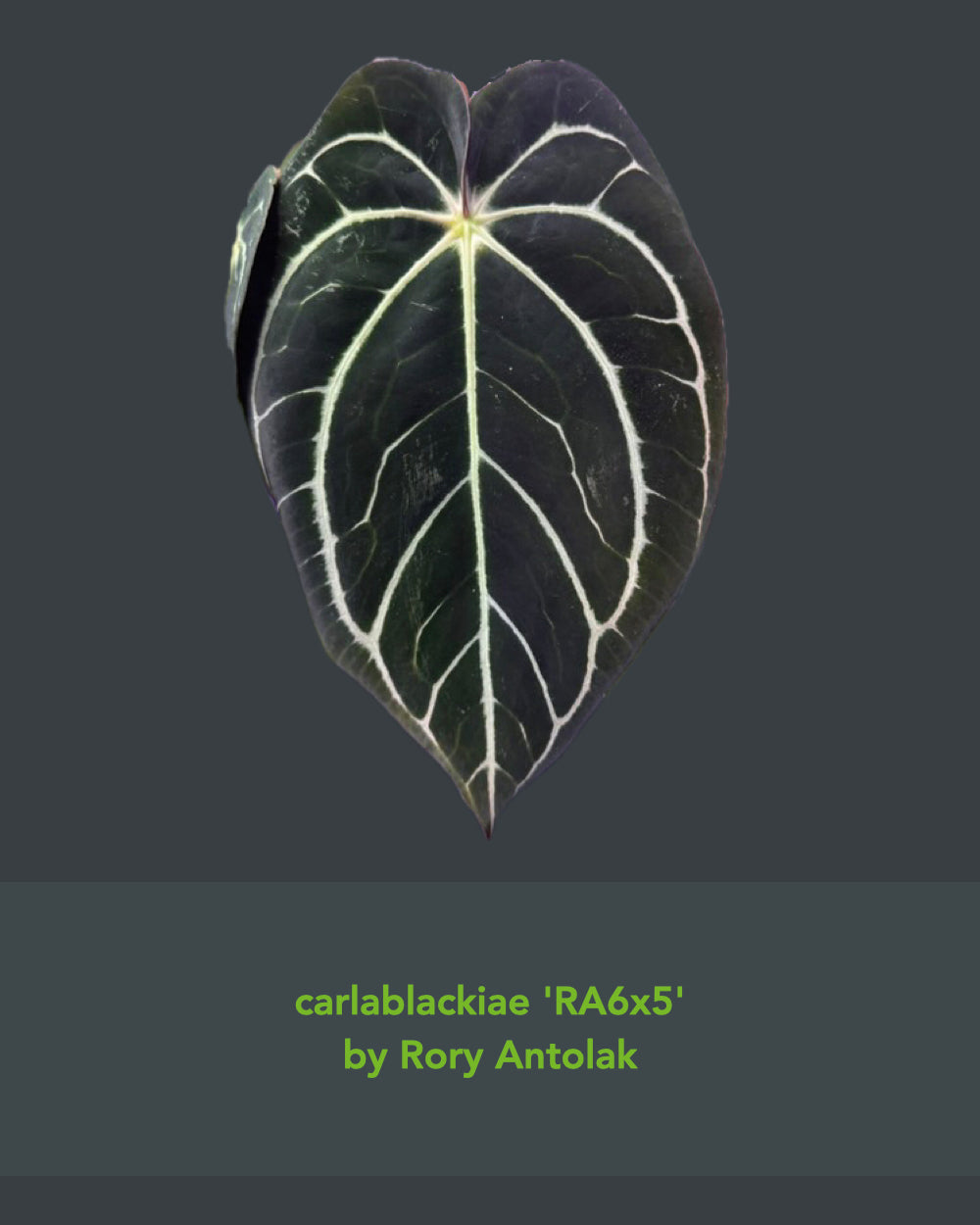 Anthurium papillilaminum RA6 X carlablackiae RA6x5
