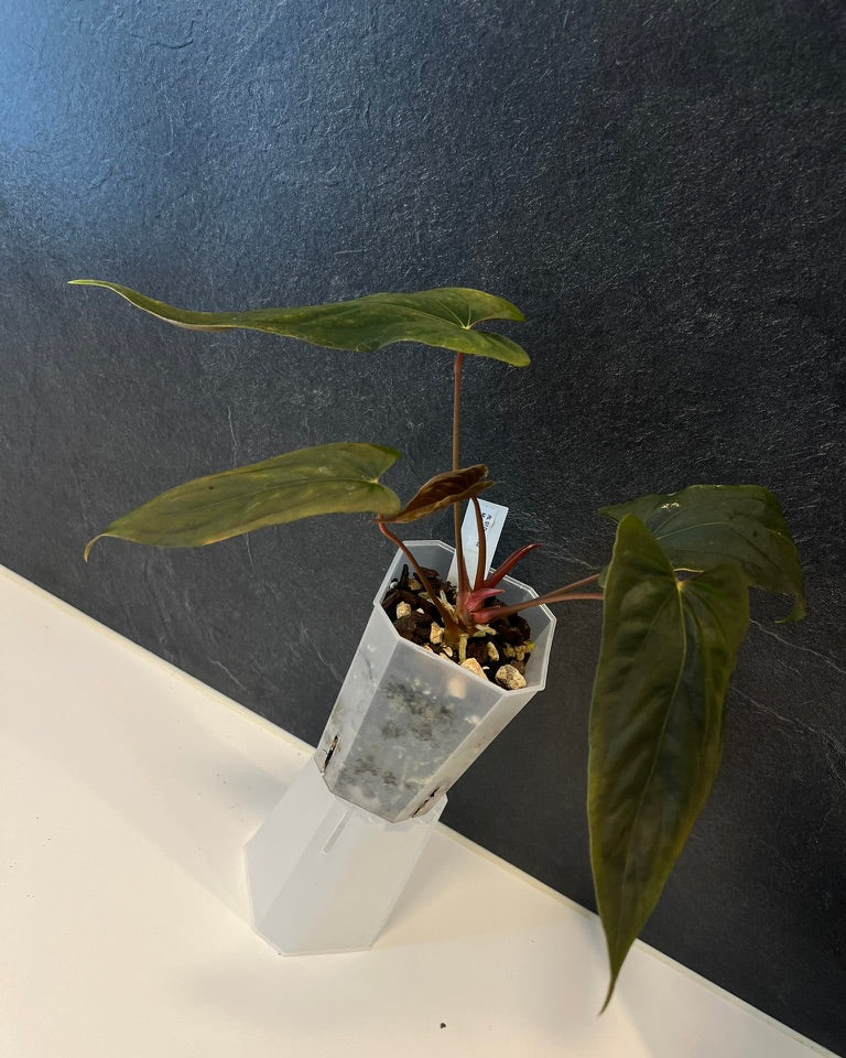 Anthurium papillilaminum Ralph Lynam S1