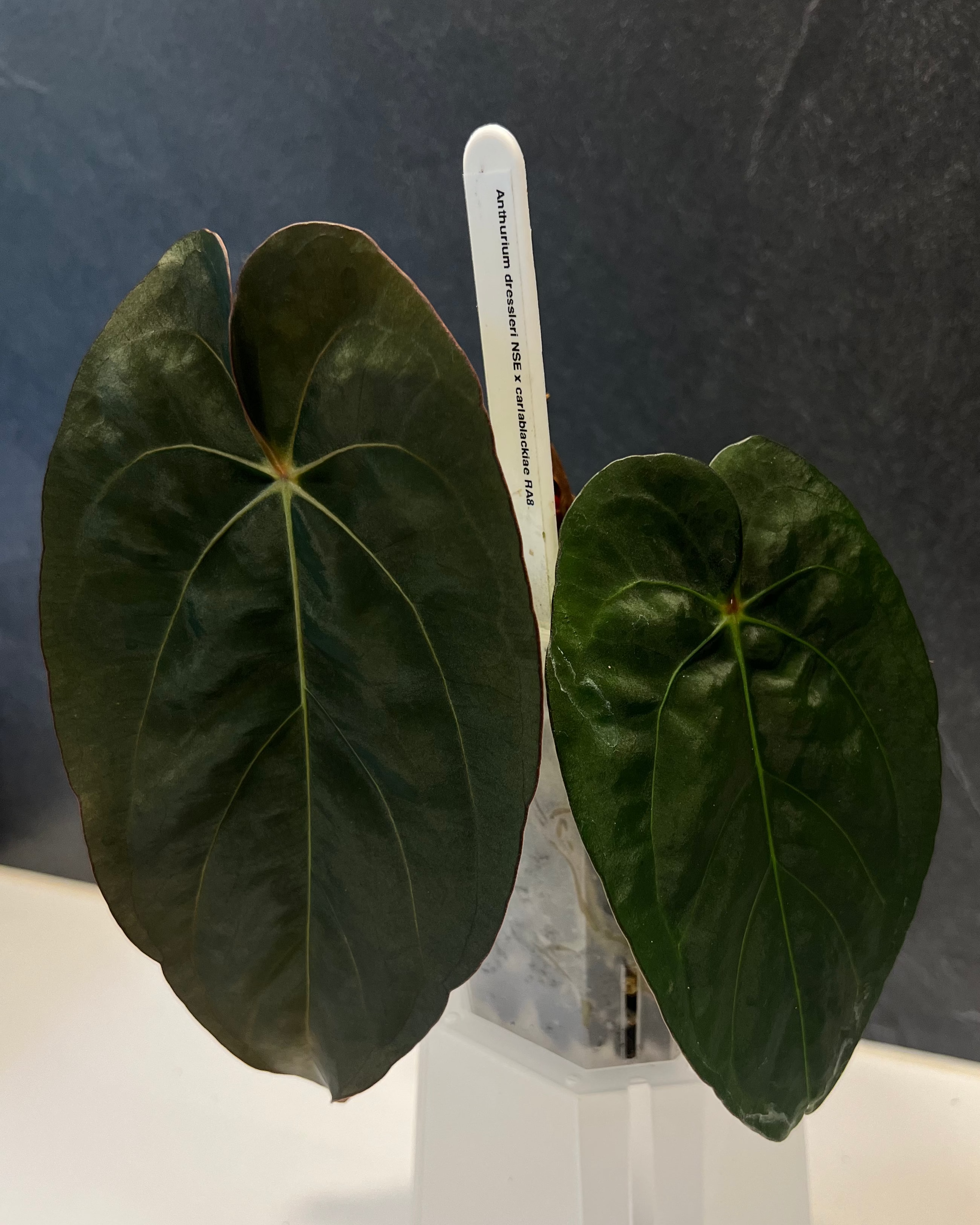 Anthurium dressleri NSE x carlablackiae RA8