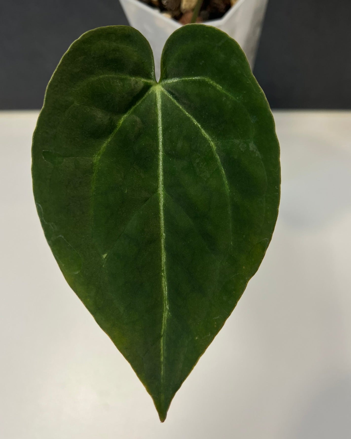 Anthurium Stripey x Odin