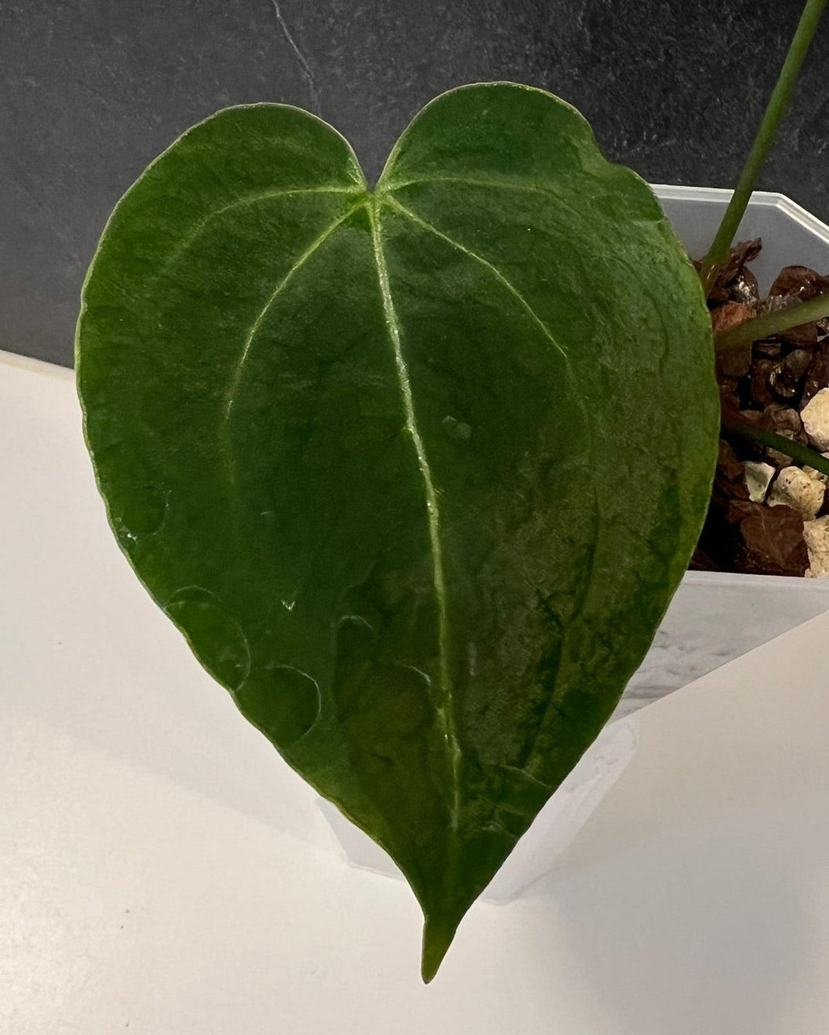 Anthurium Stripey x Odin