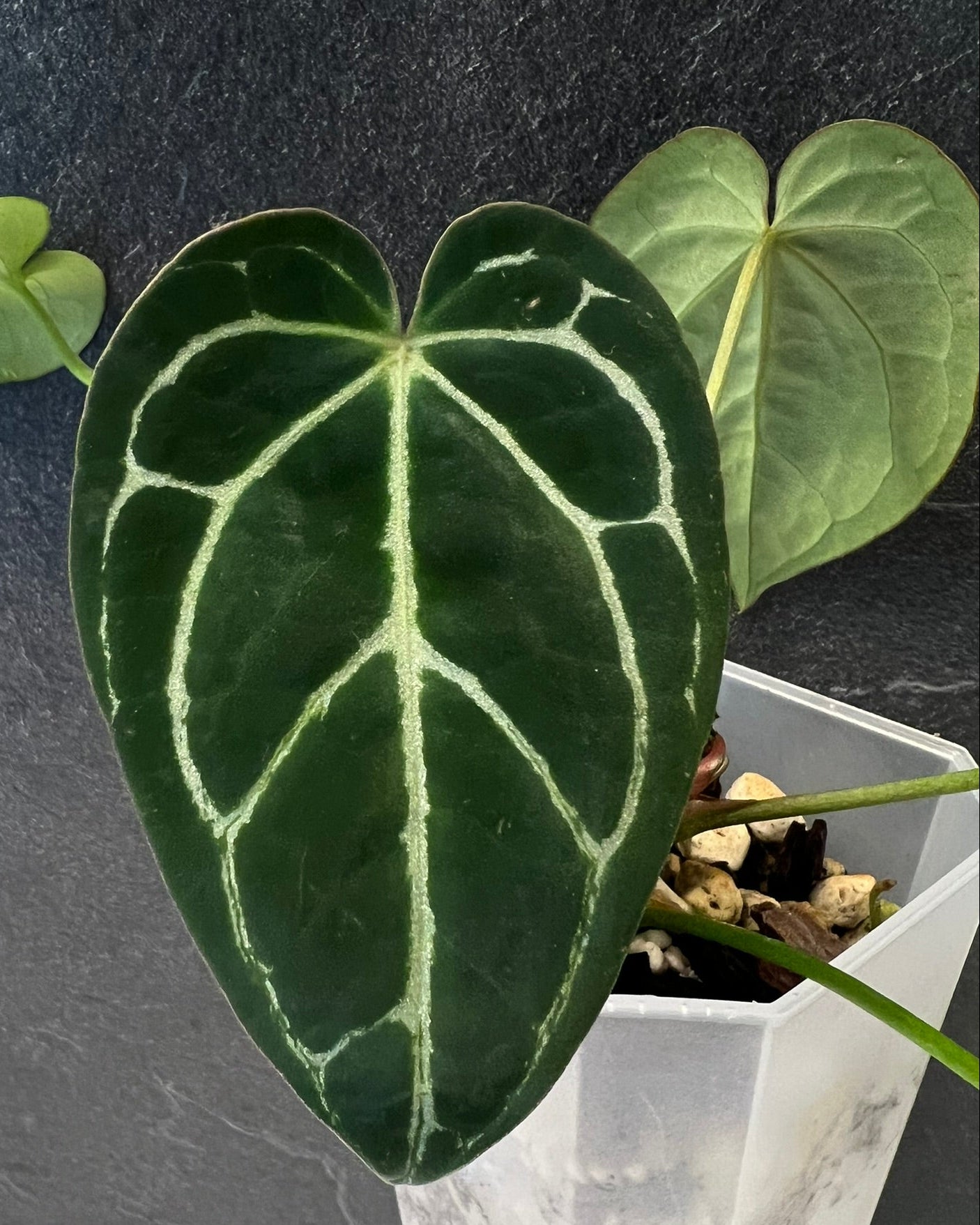 Anthurium Zara x Odin