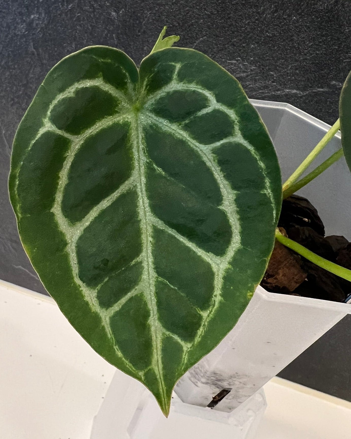 Anthurium Zara x Odin