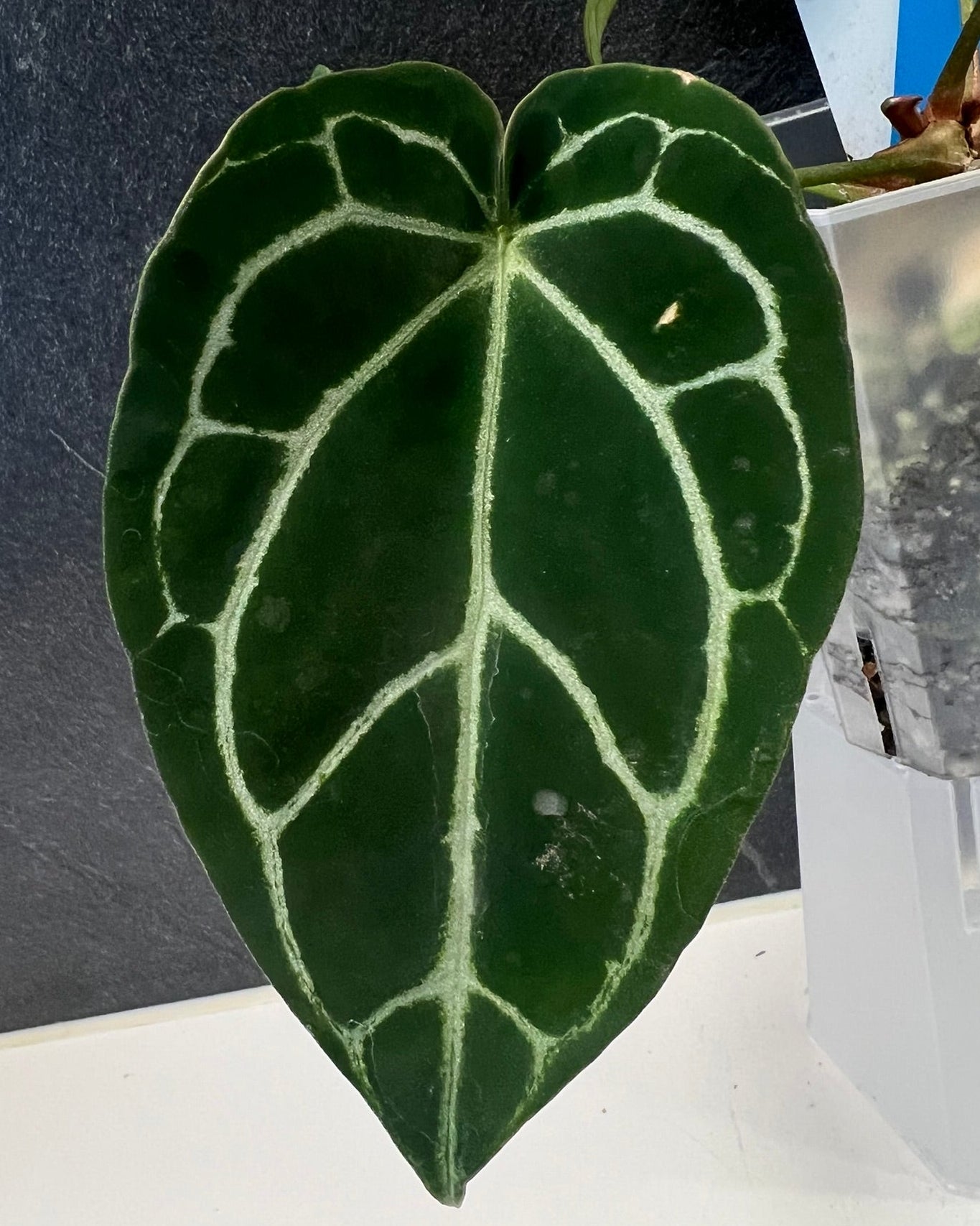 Anthurium Zara x Odin