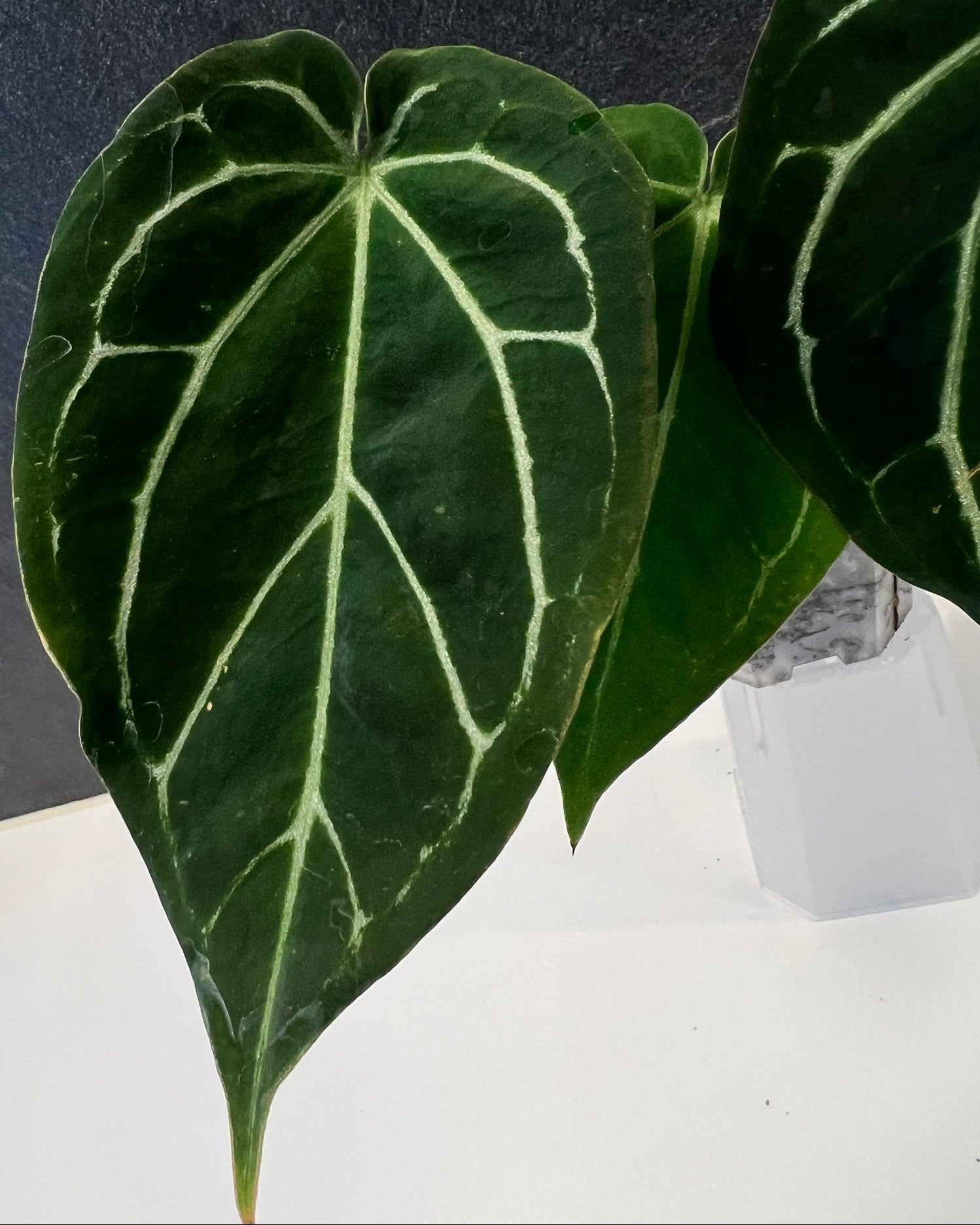 Anthurium Zara x Odin