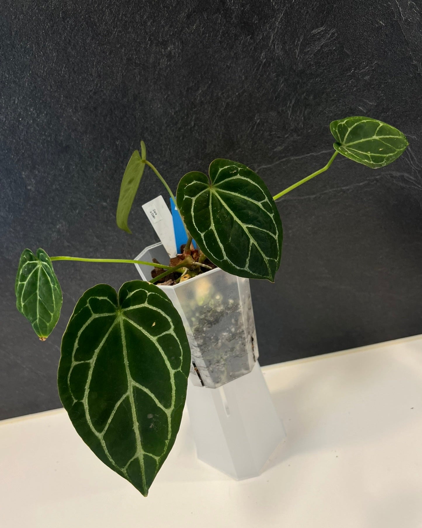 Anthurium Zara x Odin