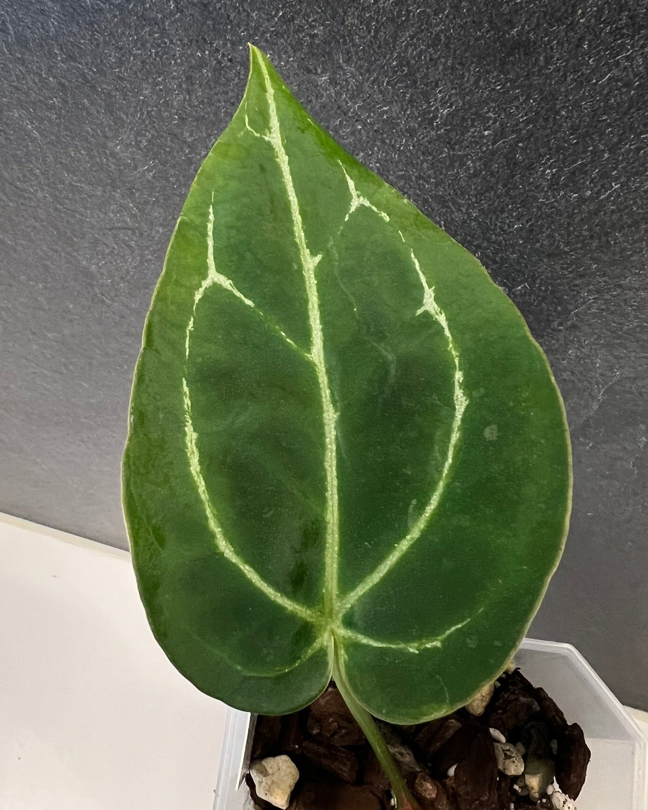 Anthurium Stripey x Odin