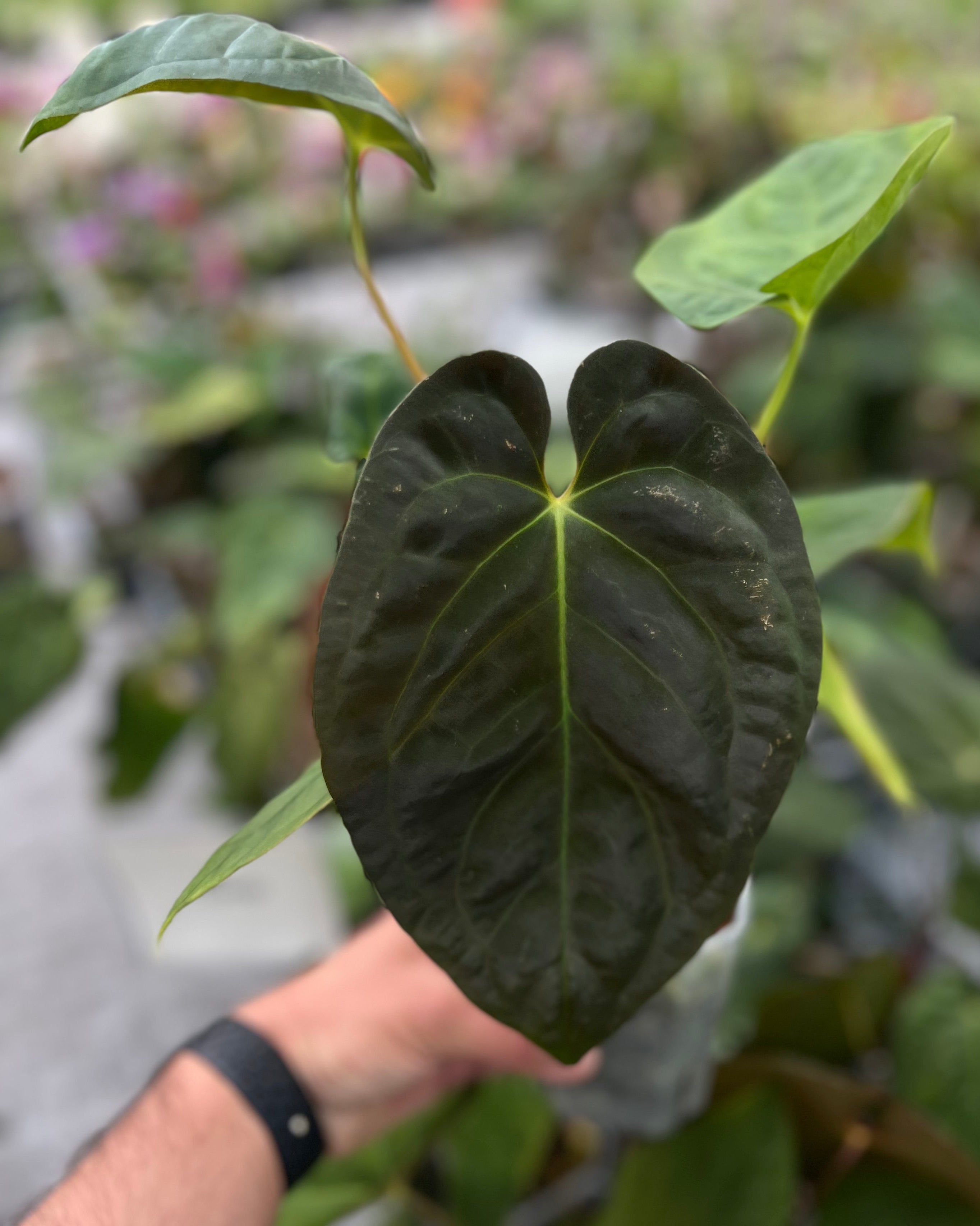Anthurium Australian Lottery