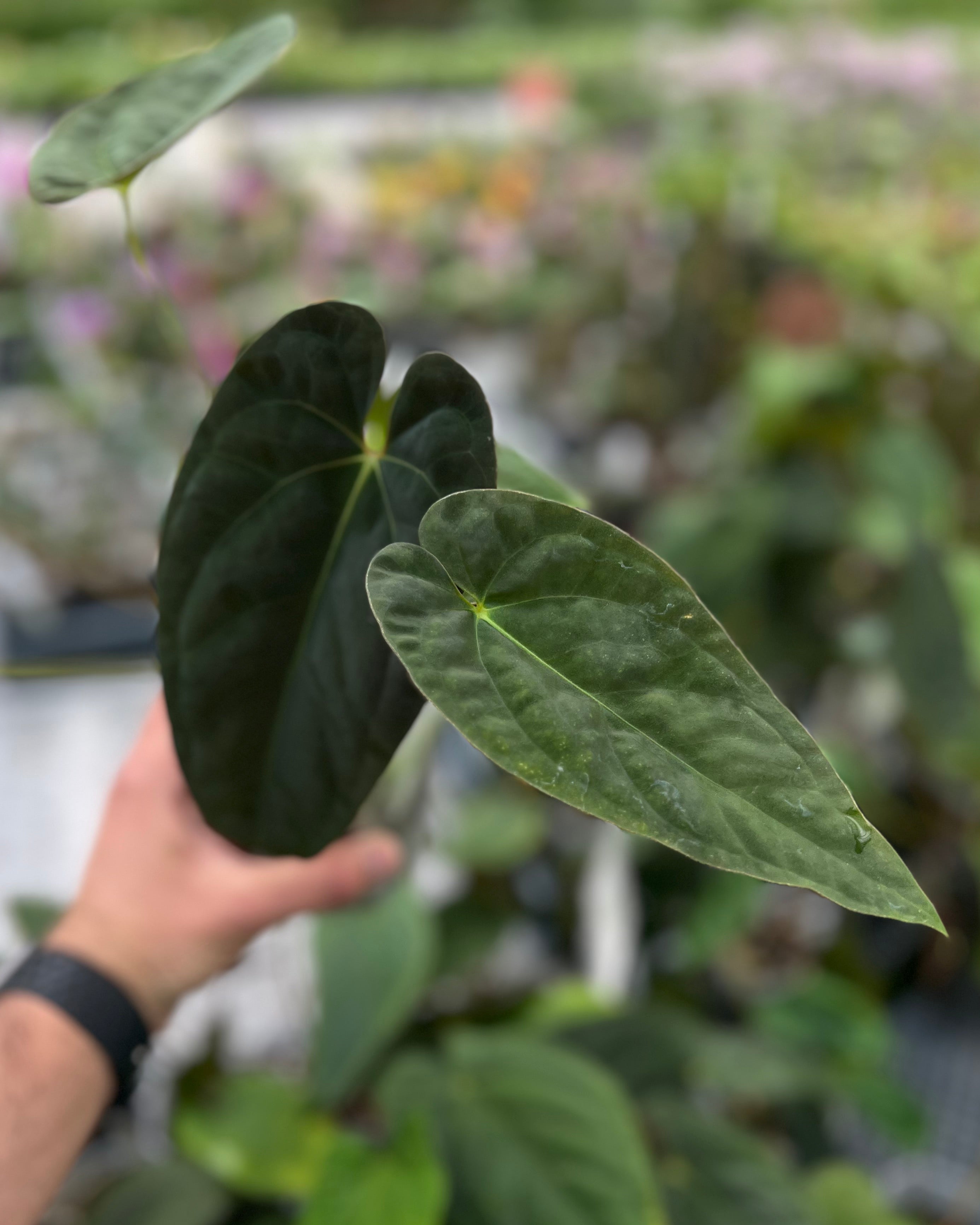 Anthurium Australian Lottery