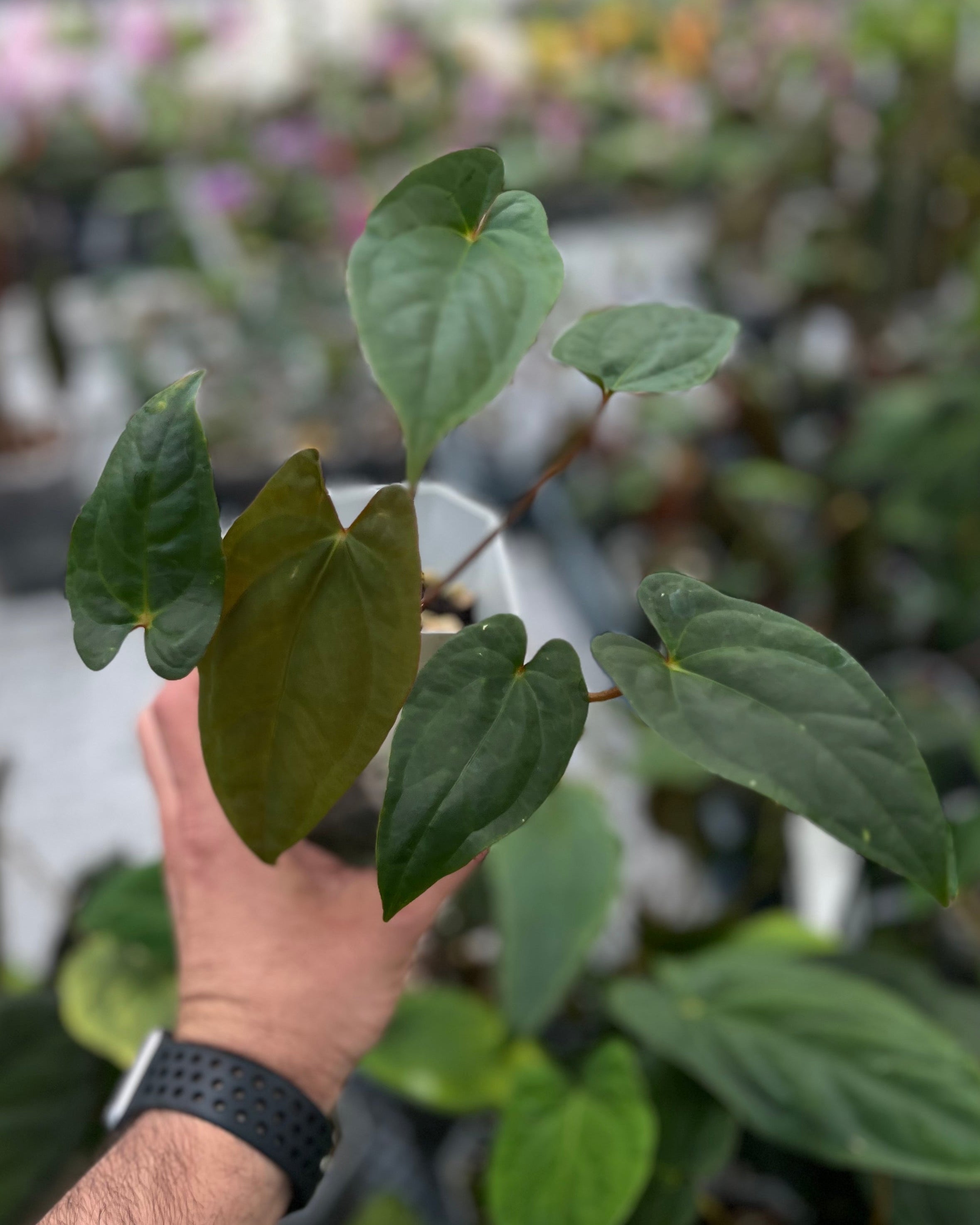 Anthurium Australian Lottery
