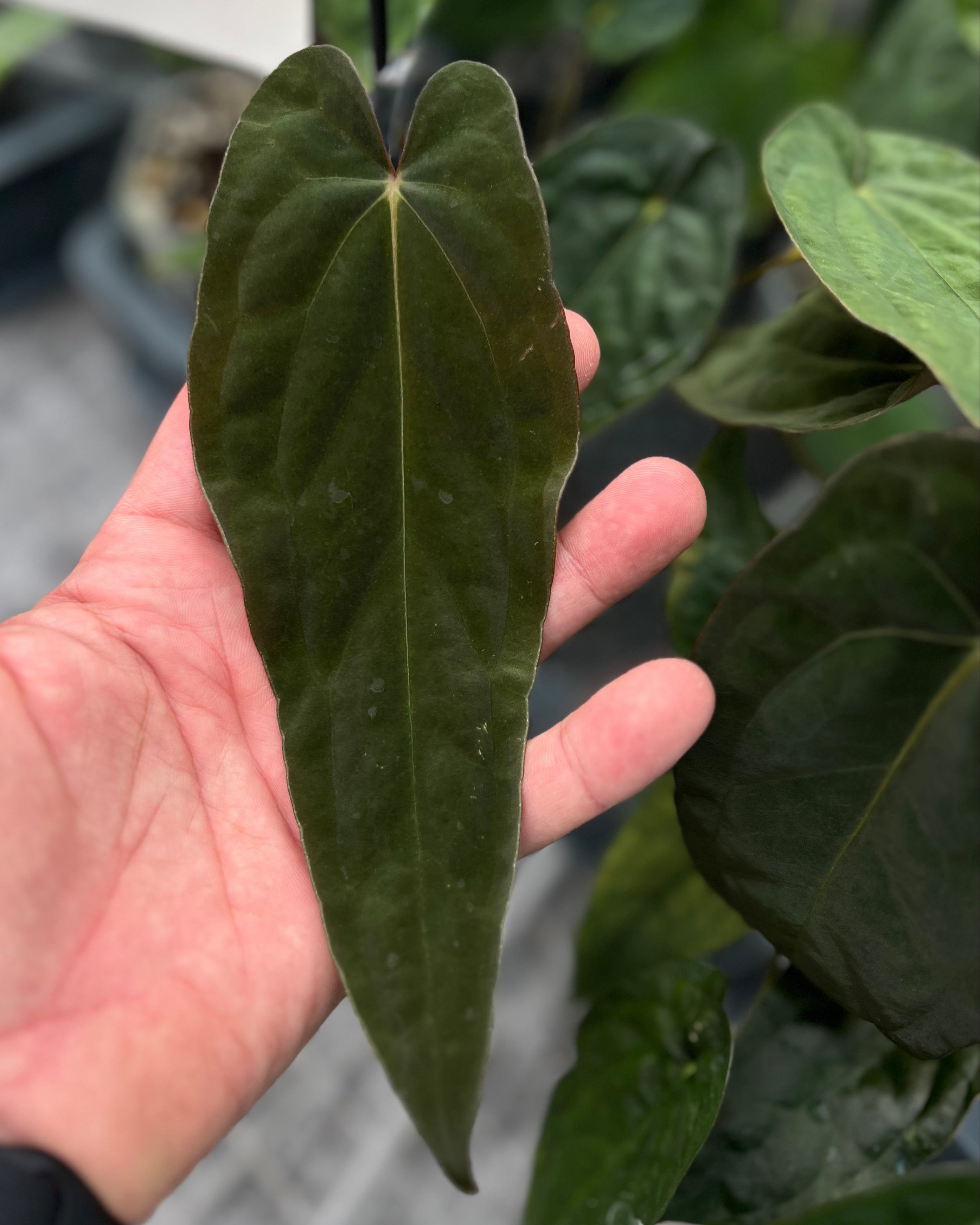 Anthurium Australian Lottery