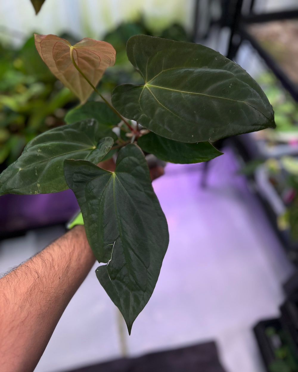 Anthurium Henner's Lottery