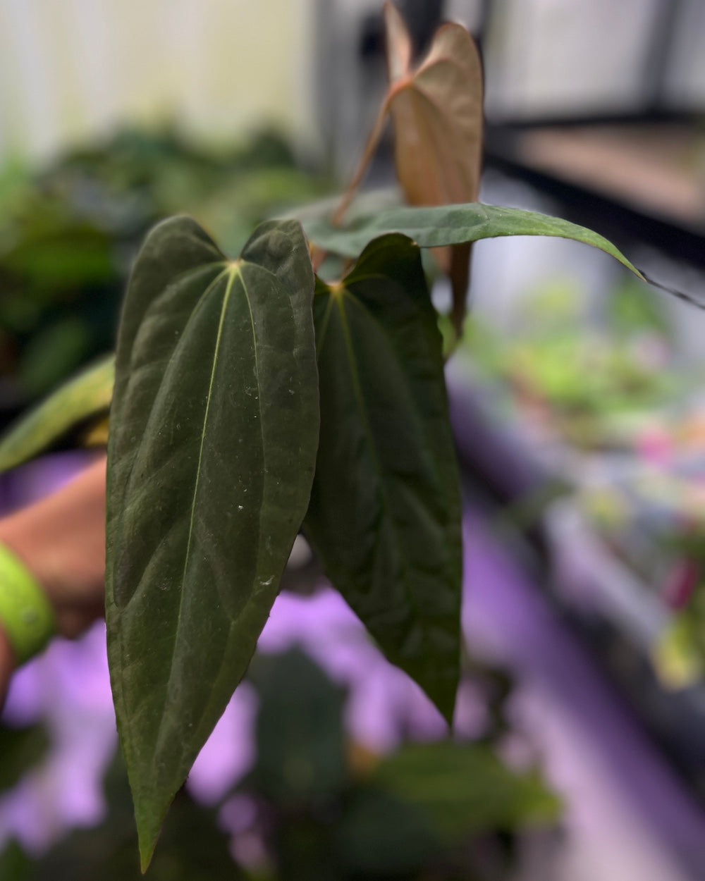 Anthurium Henner's Lottery