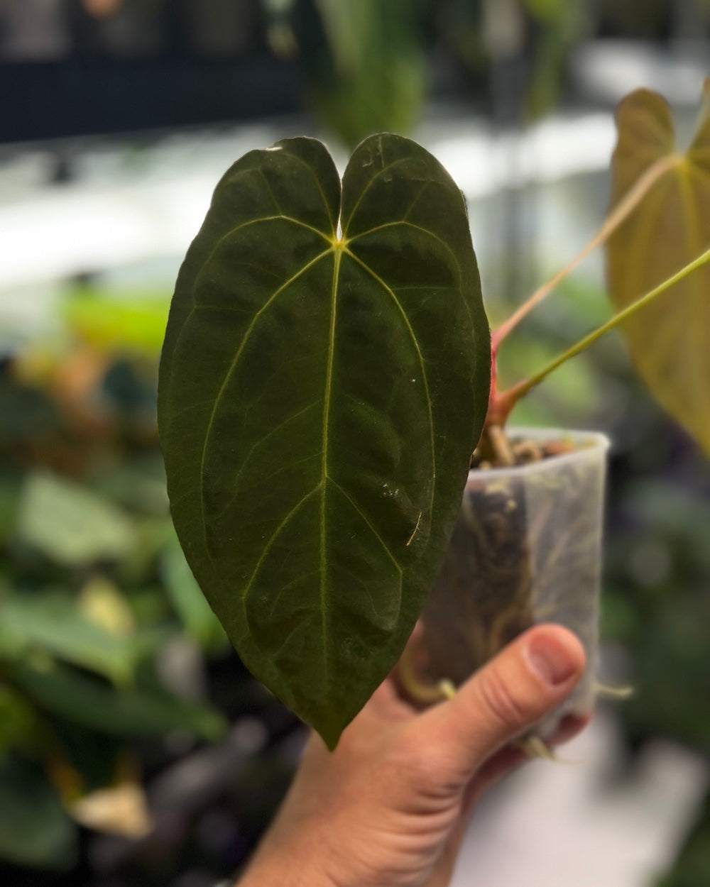 Anthurium Henner's Lottery