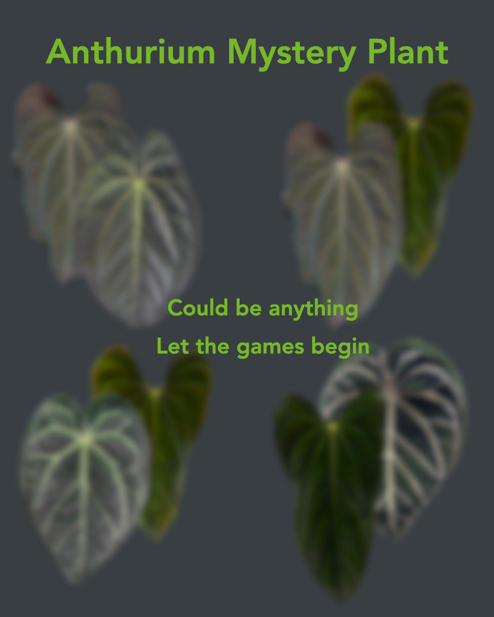 Anthurium Mystery Plant