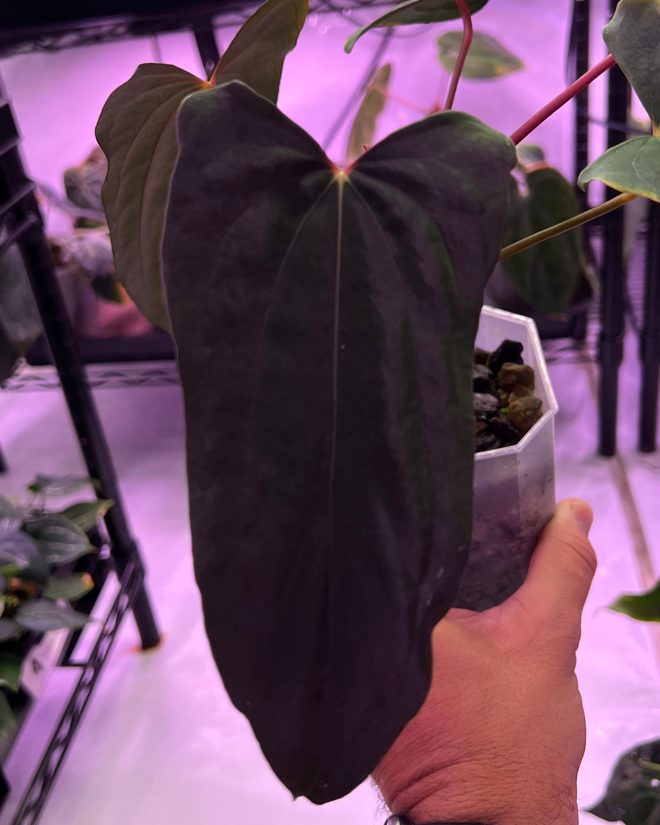 Anthurium papillilaminum Ralph Lynam x Fort Sherman