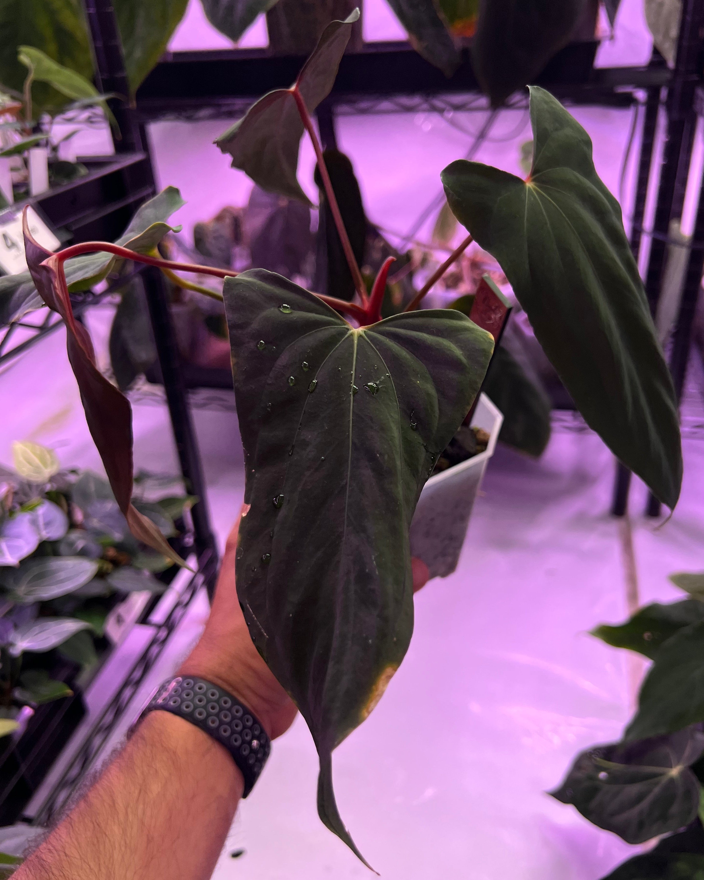 Anthurium papillilaminum Ralph Lynam x Fort Sherman