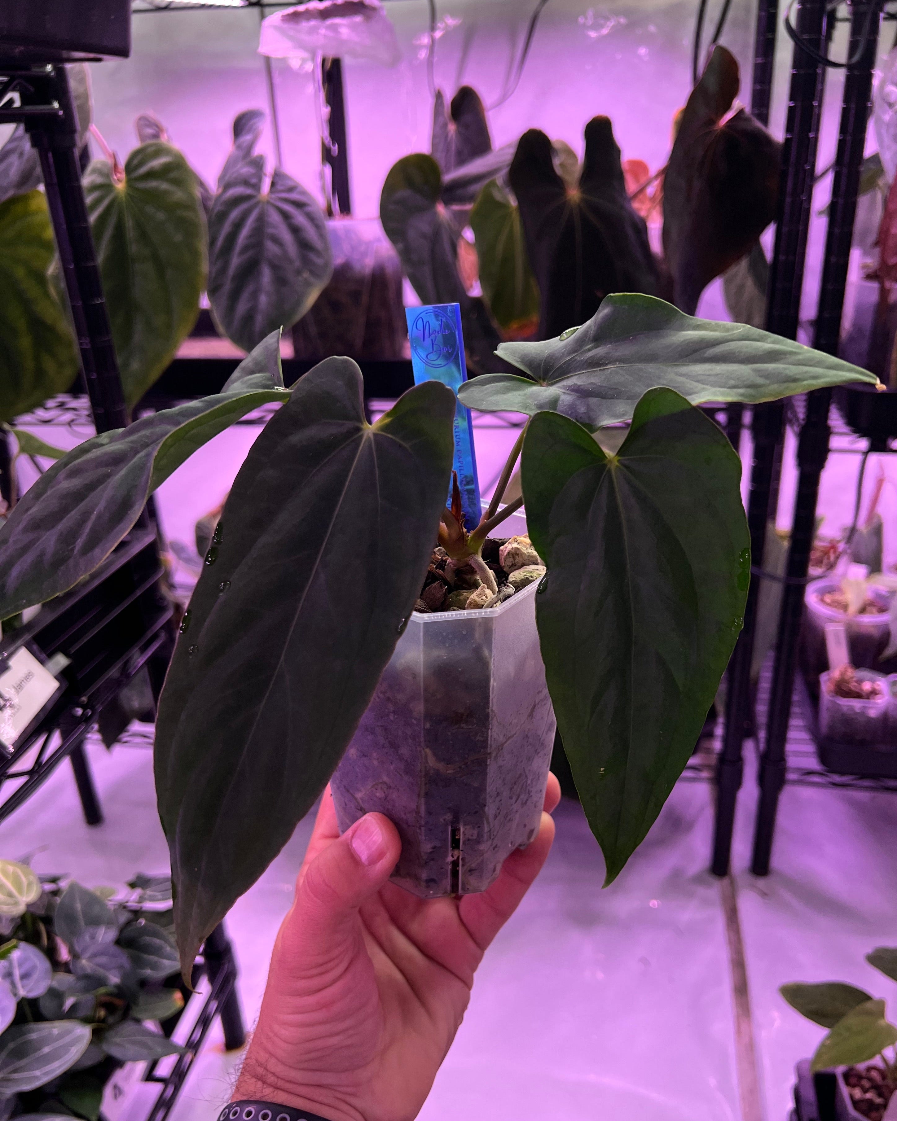 Anthurium papillilaminum Ralph Lynam x antolakii Purple Rain