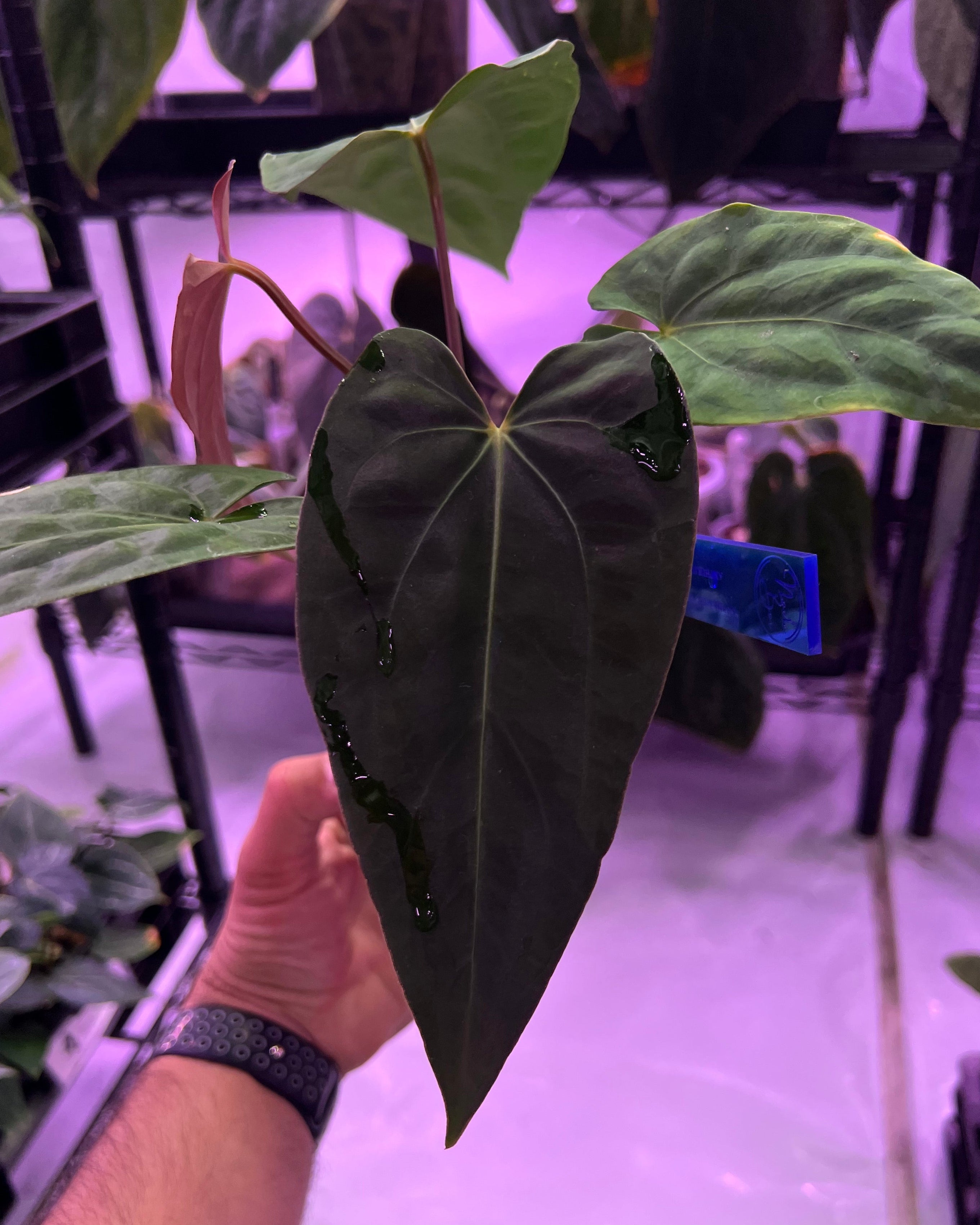 Anthurium papillilaminum Ralph Lynam x antolakii Purple Rain