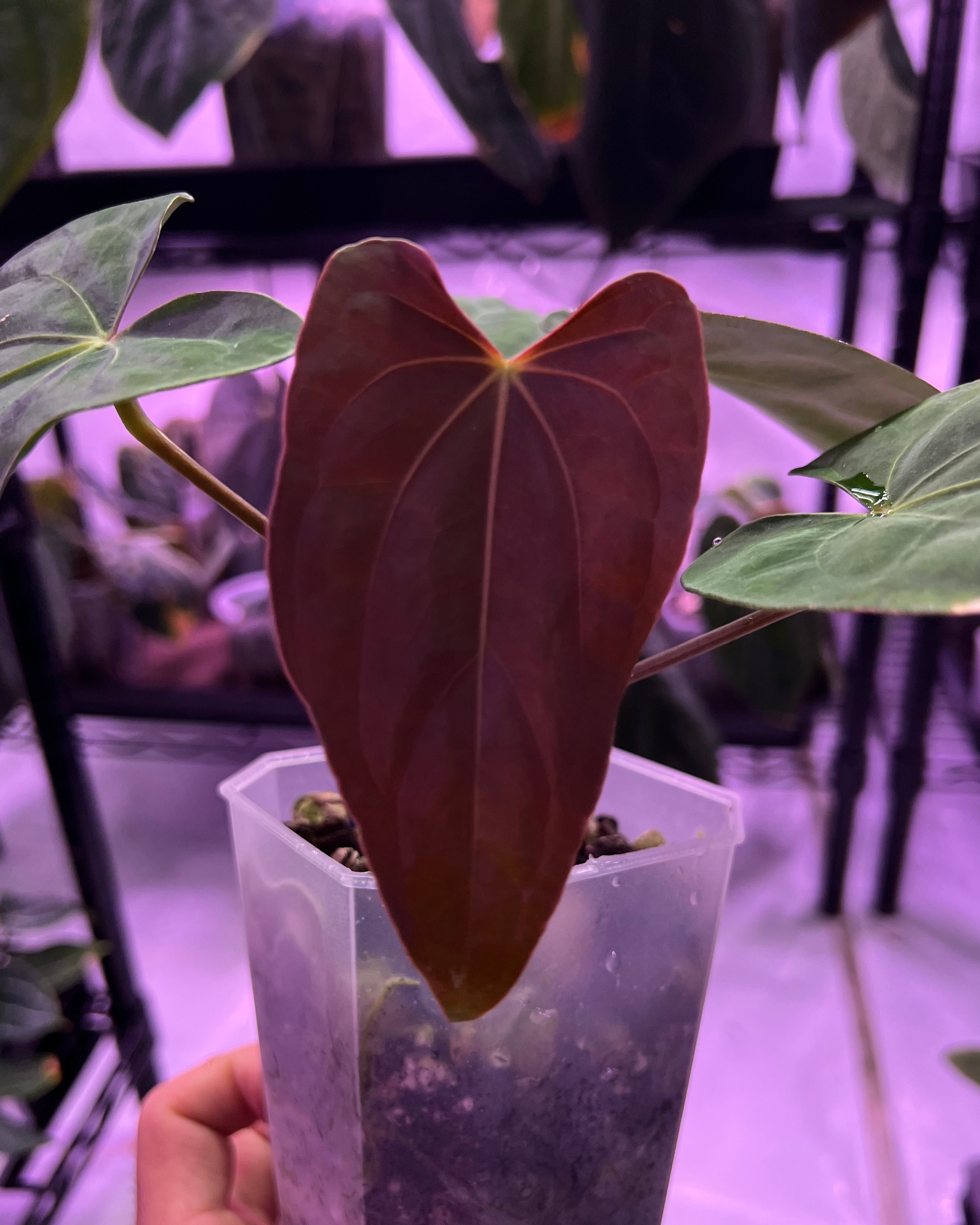 Anthurium papillilaminum Ralph Lynam x antolakii Purple Rain