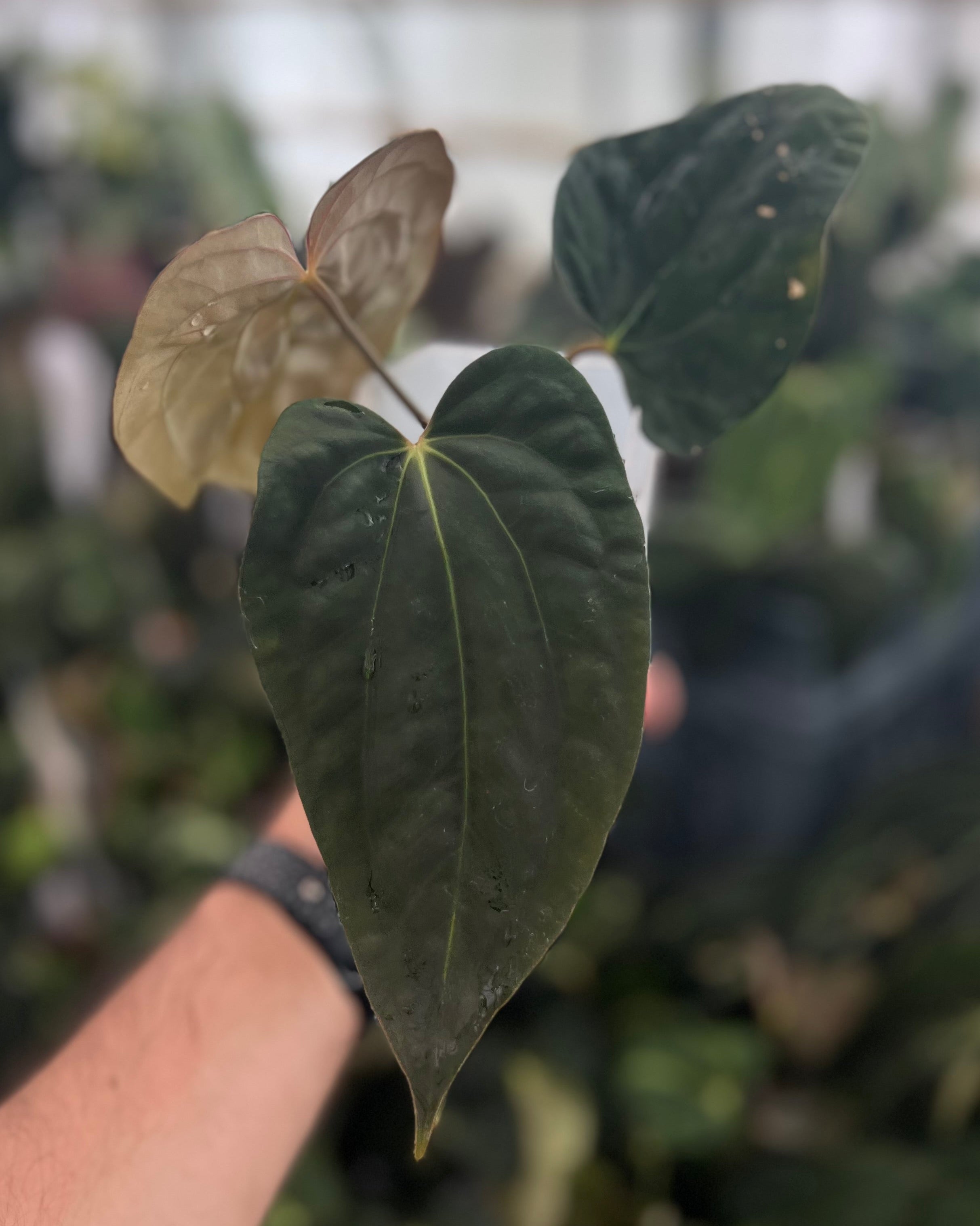 Anthurium antolakii BBL x papillilaminum RA5