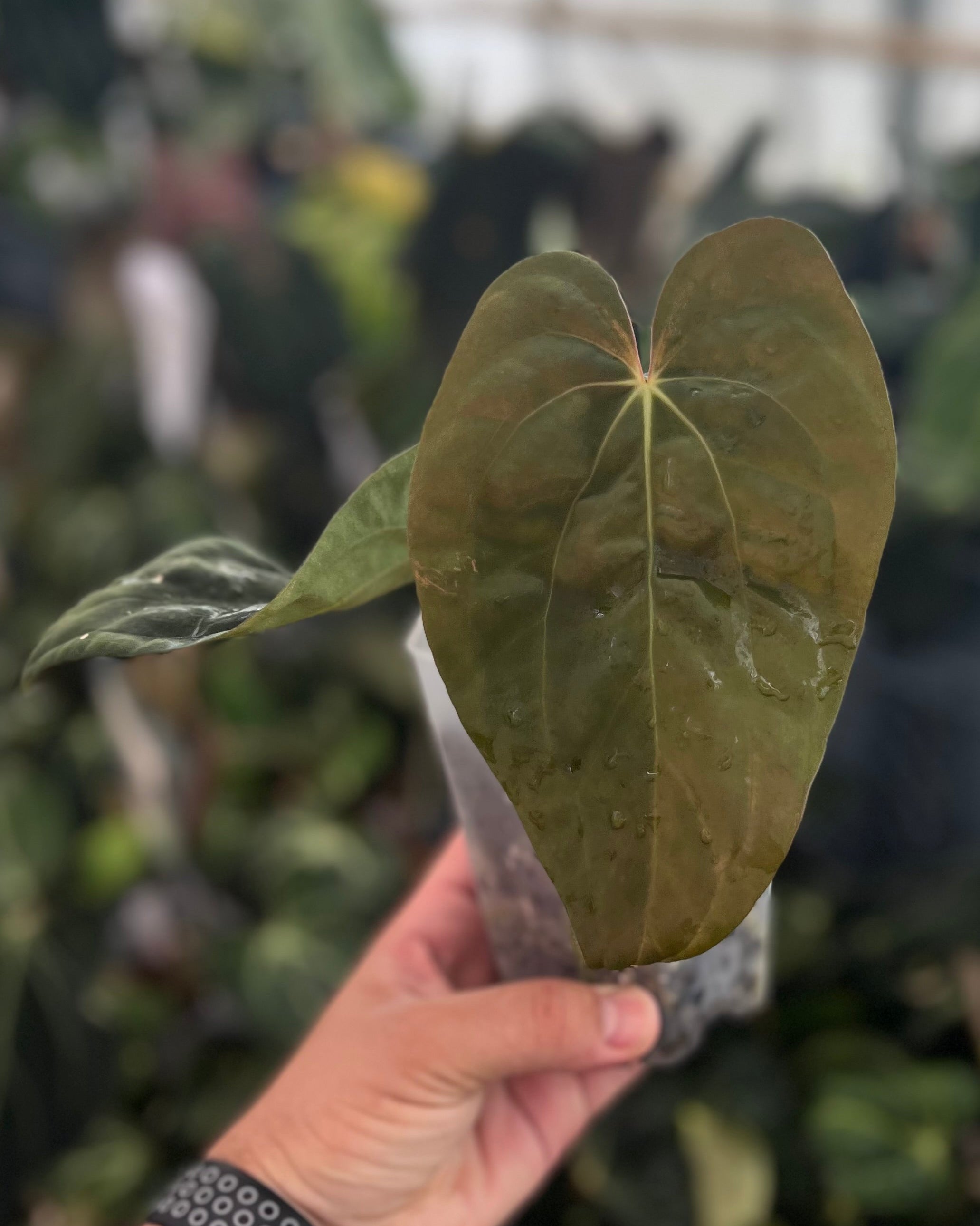 Anthurium antolakii BBL x papillilaminum RA5