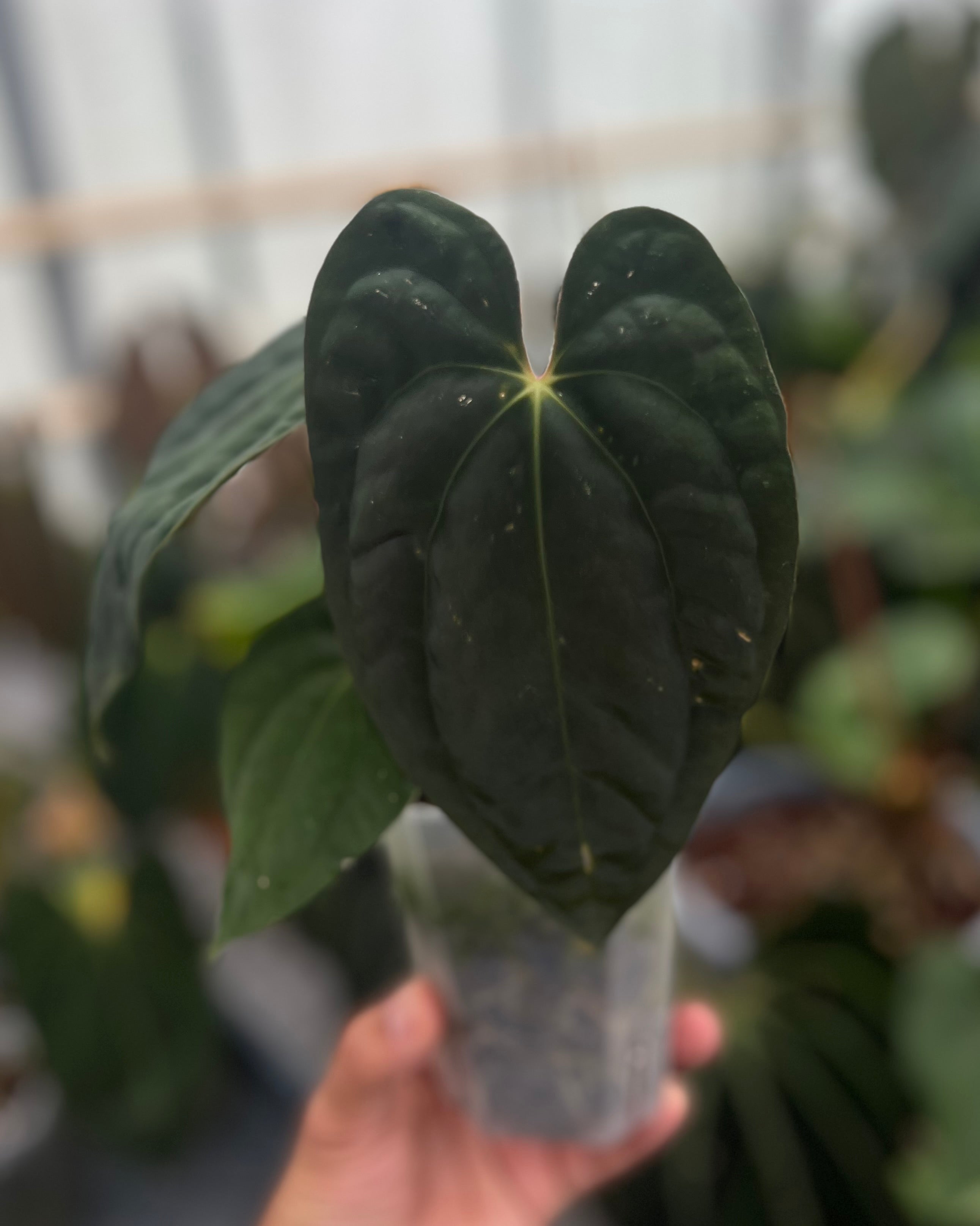 Anthurium antolakii BBL x papillilaminum RA5