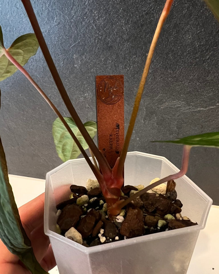 Anthurium papillilaminum Ralph Lynam S1