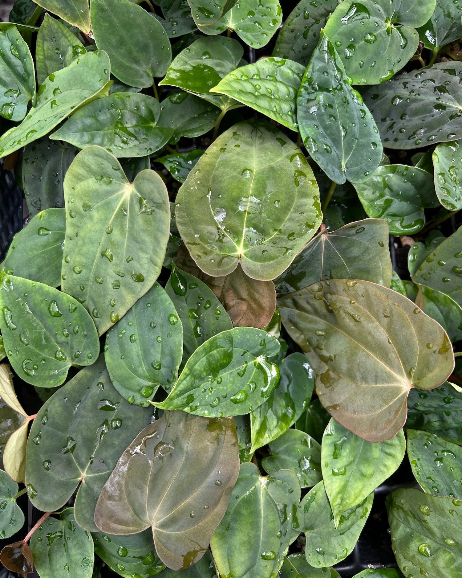 Anthurium antolakii BBL x papillilaminum RA5