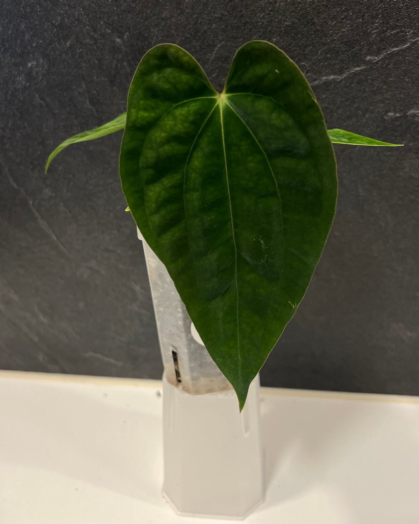 Anthurium antolakii BBL x papillilaminum RA5