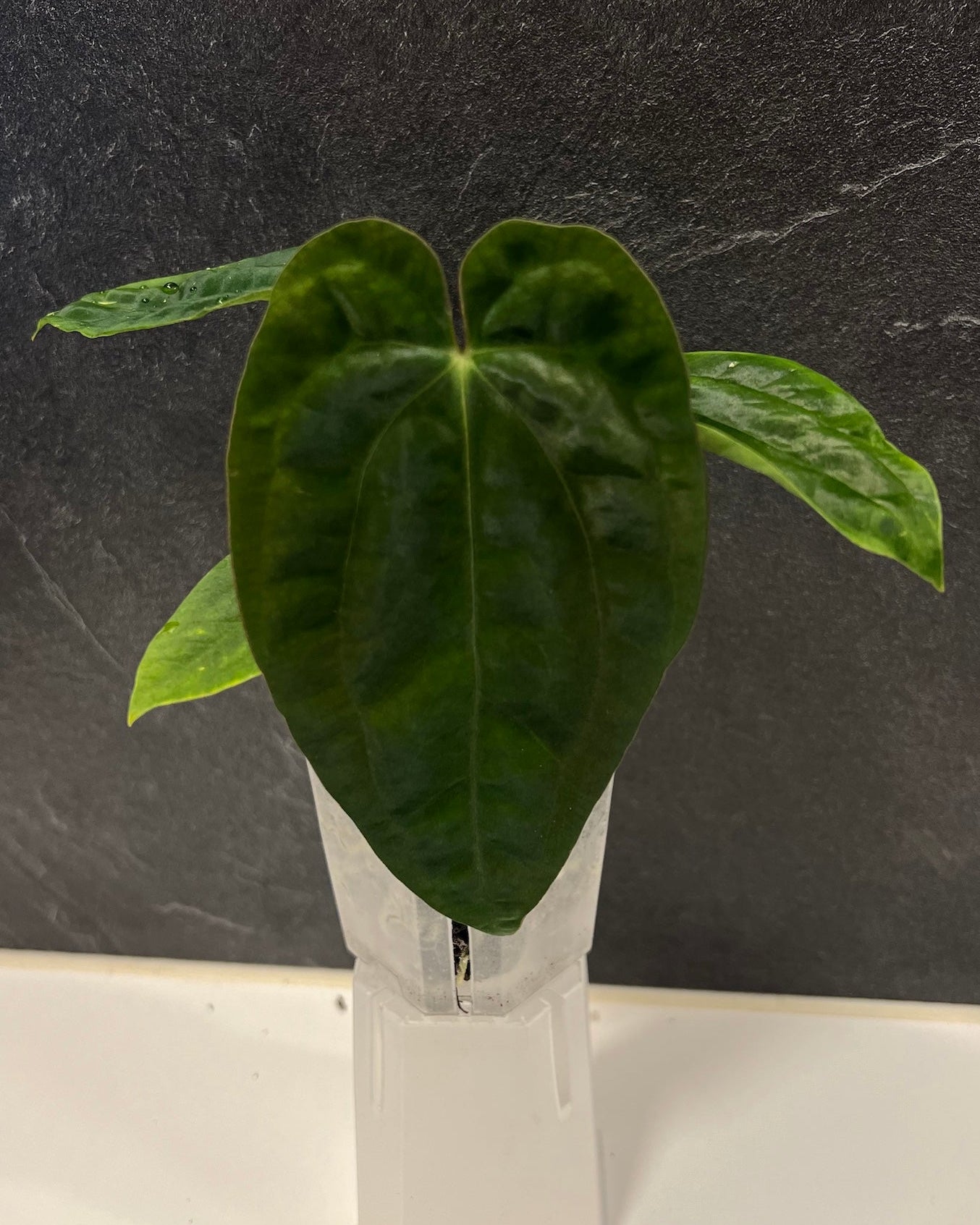 Anthurium antolakii BBL x papillilaminum RA5