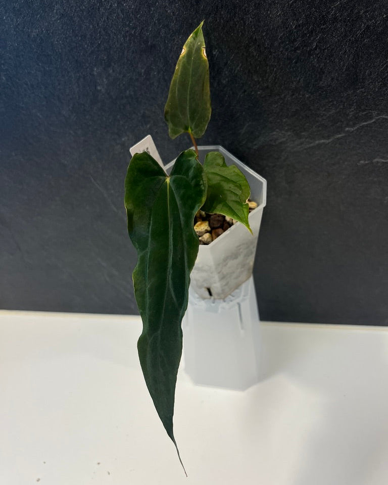 Anthurium papillilaminum Ralph Lynam x Fort Sherman