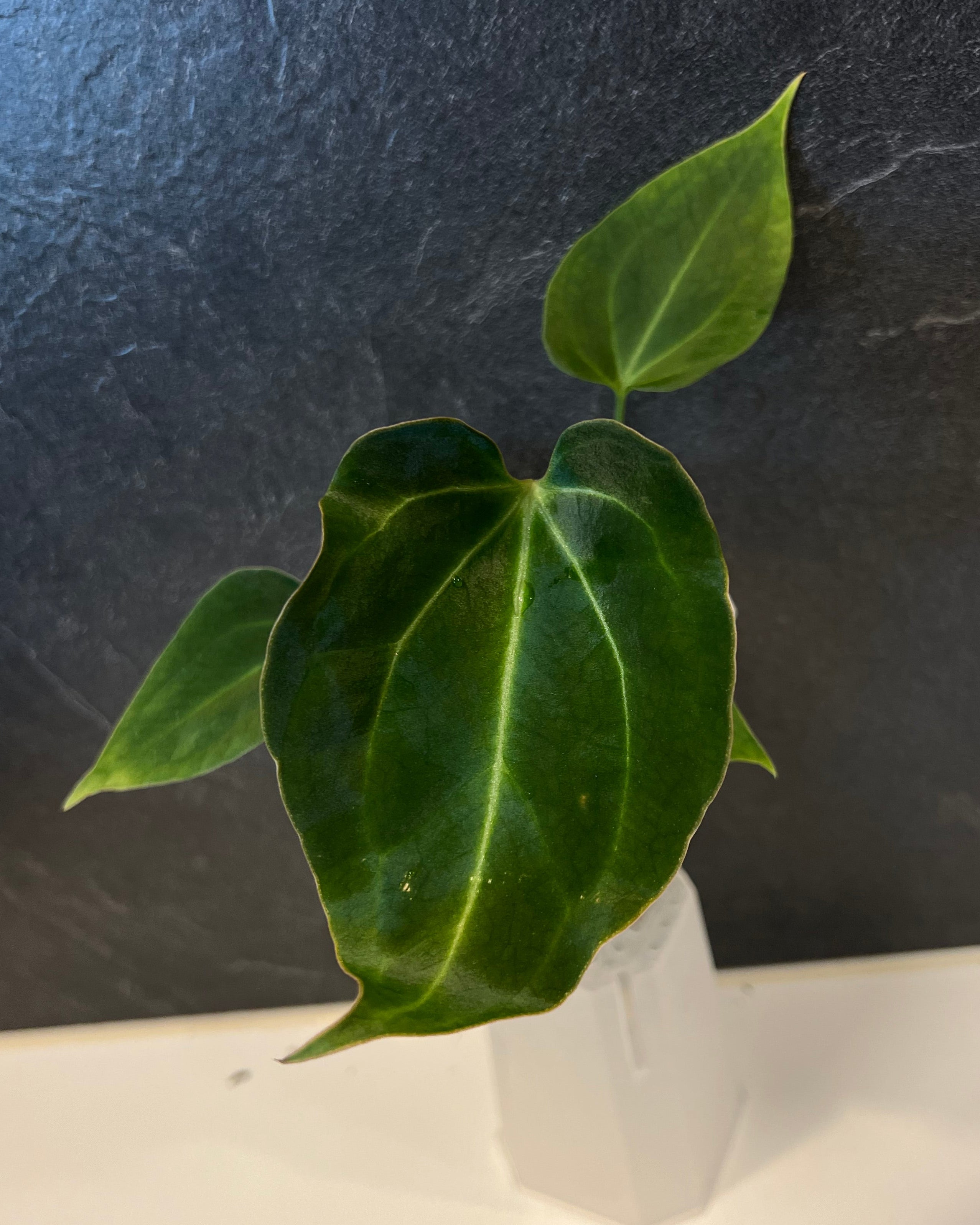 Anthurium besseae aff Wide Sinus x Odin