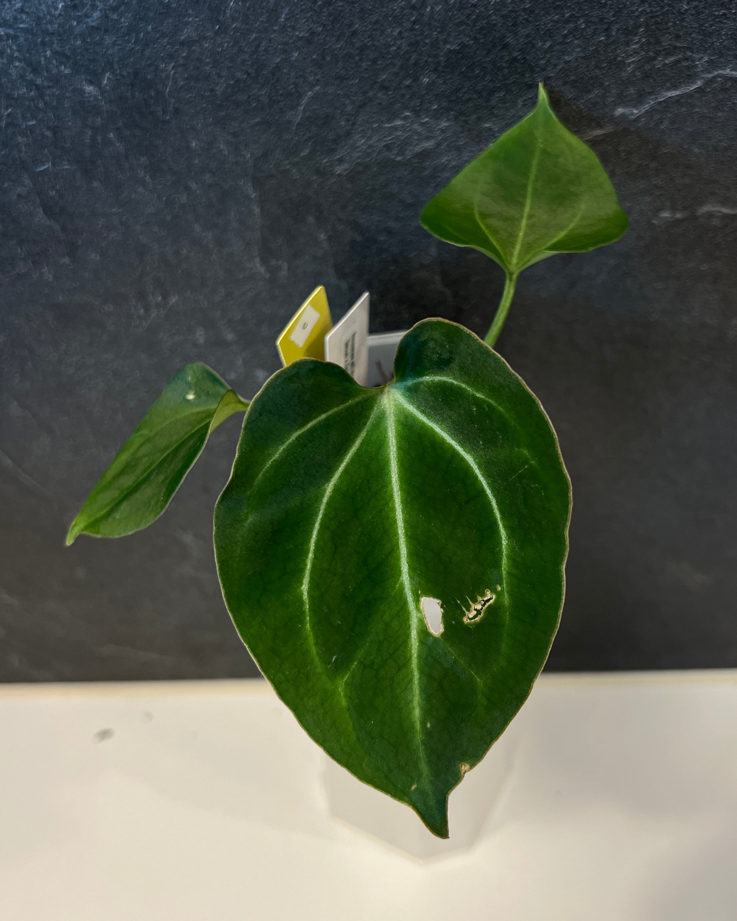 Anthurium besseae aff Wide Sinus x Odin
