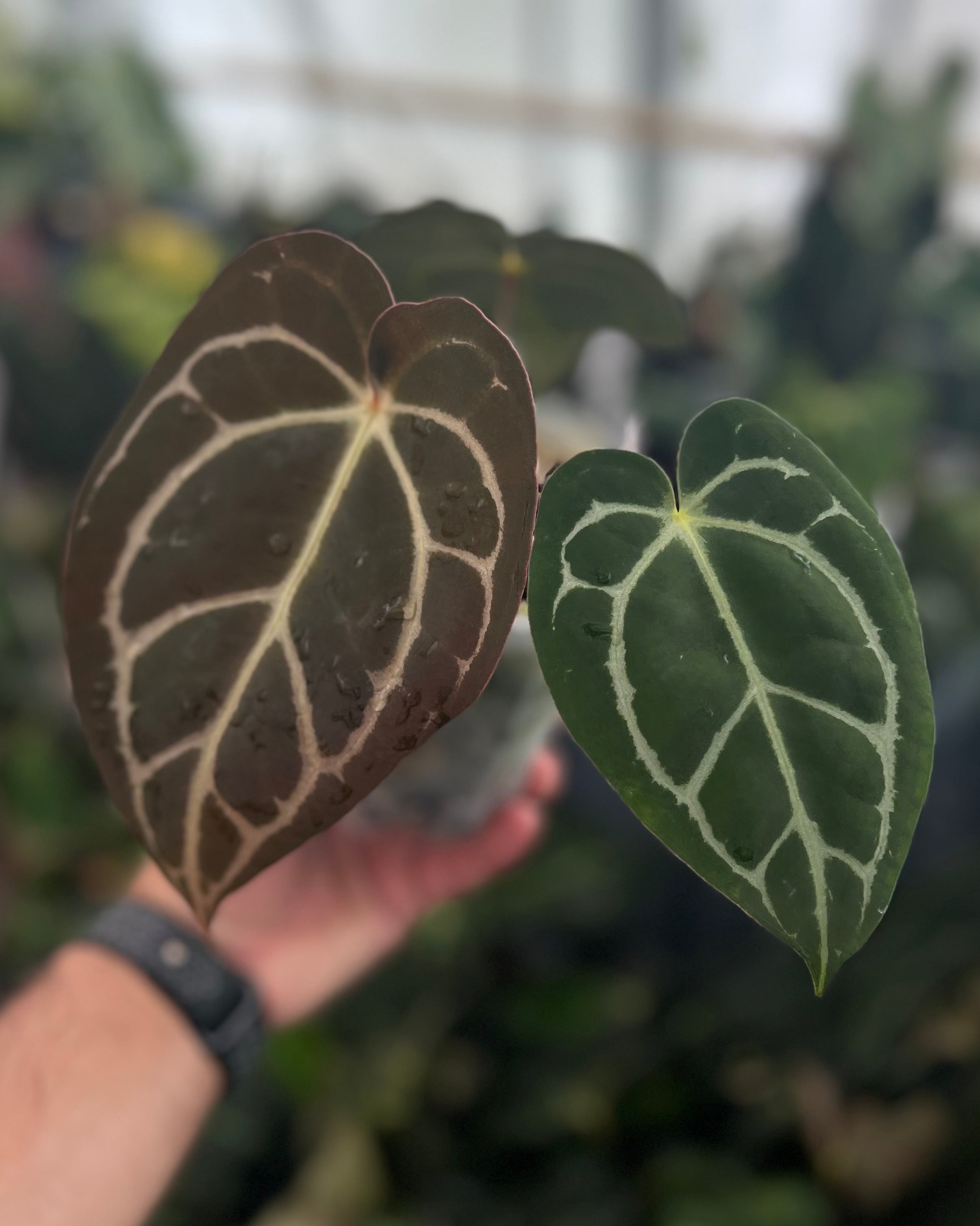 Anthurium (Black Widow x Michelle) x carlablackiae OG5