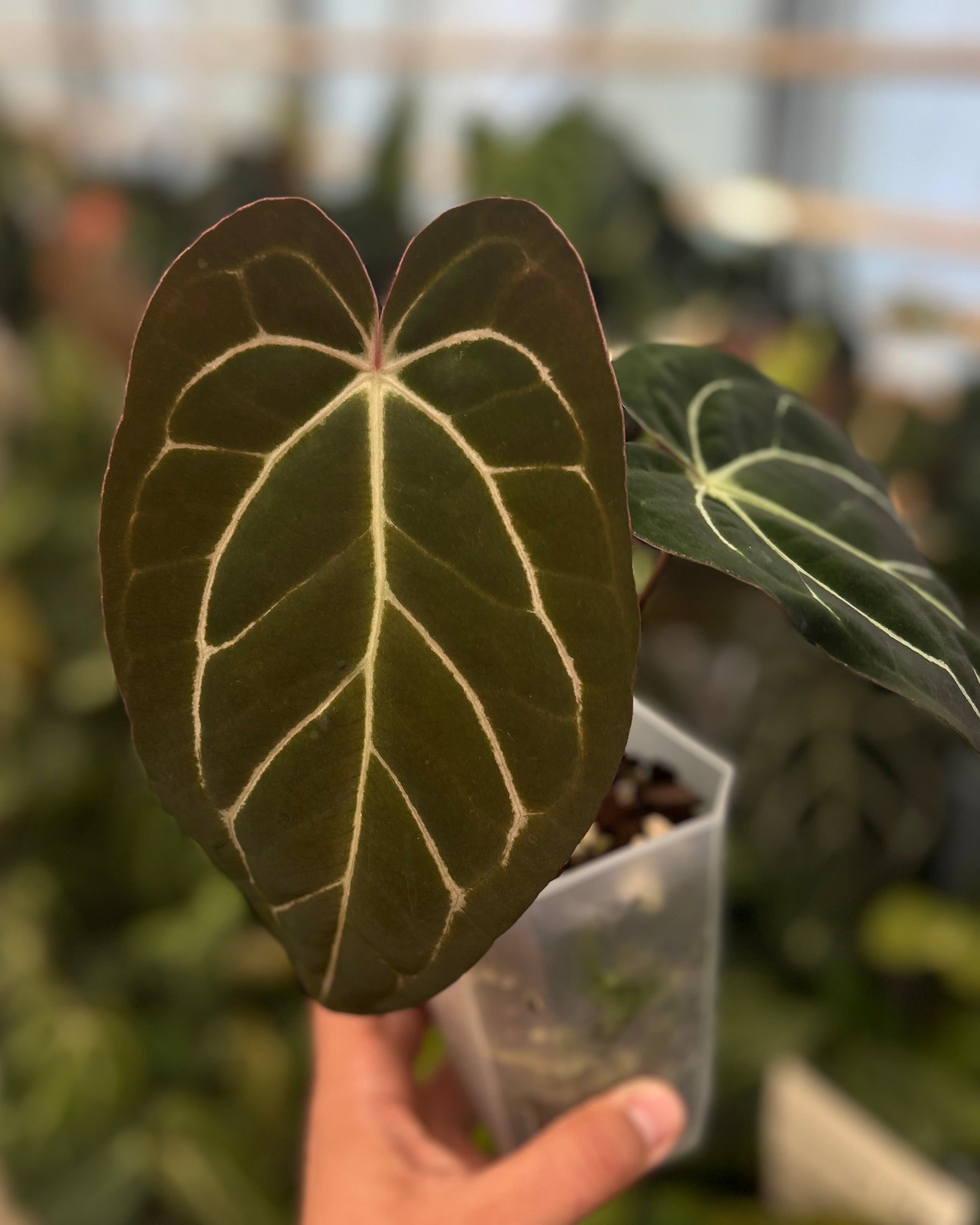 Anthurium (Black Widow x Michelle) x carlablackiae OG5