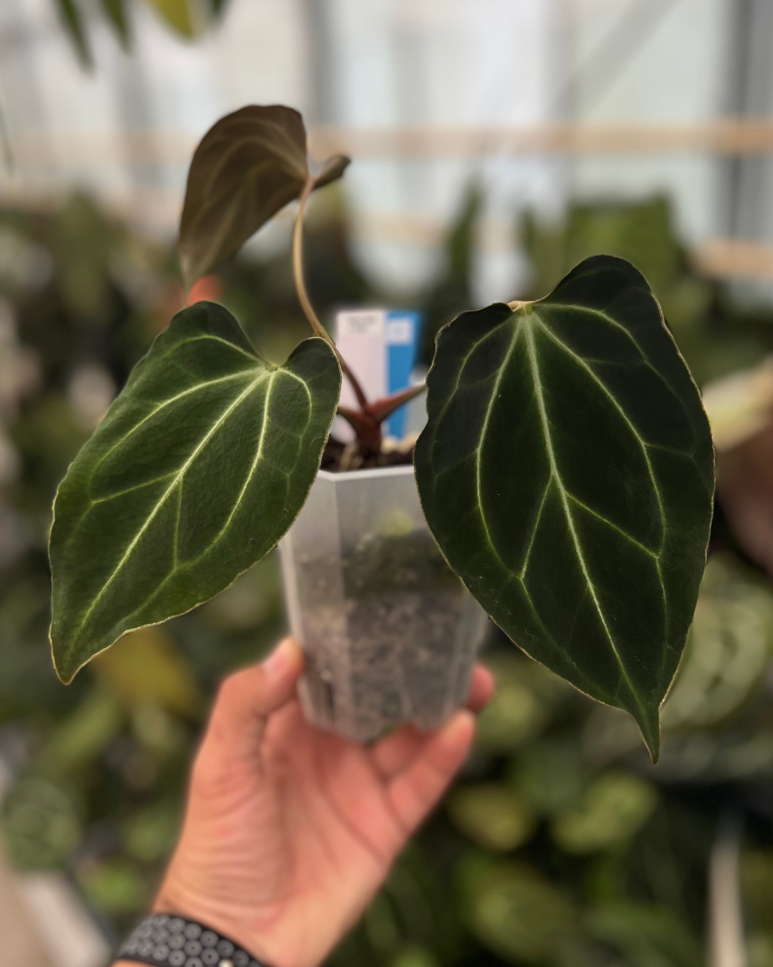 Anthurium besseae aff Wide Sinus x Odin