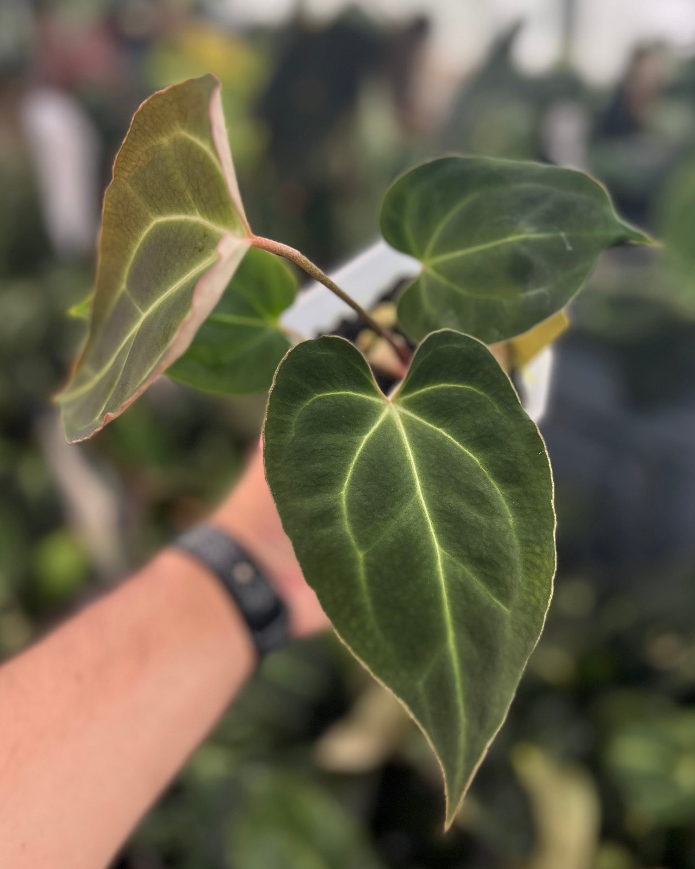 Anthurium besseae aff Wide Sinus x Odin
