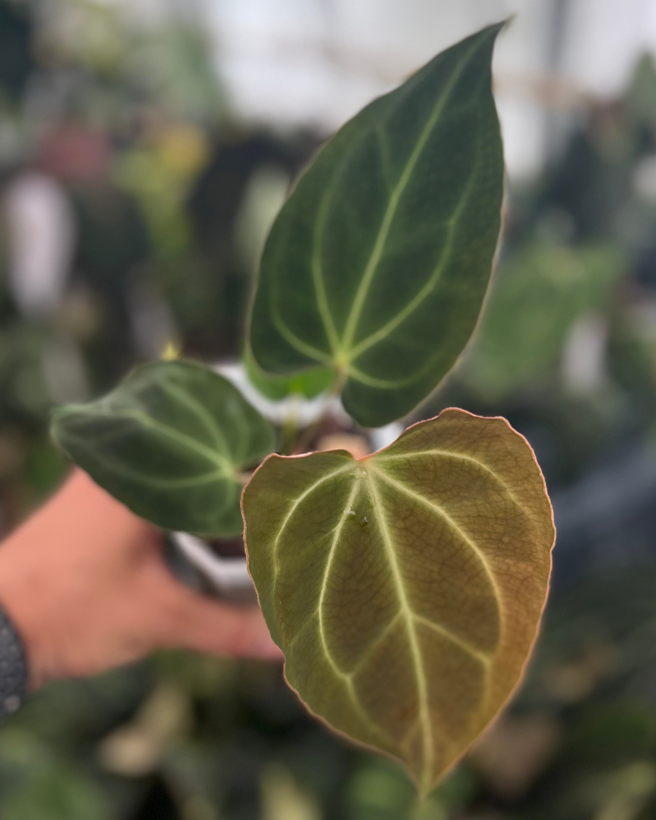 Anthurium besseae aff Wide Sinus x Odin