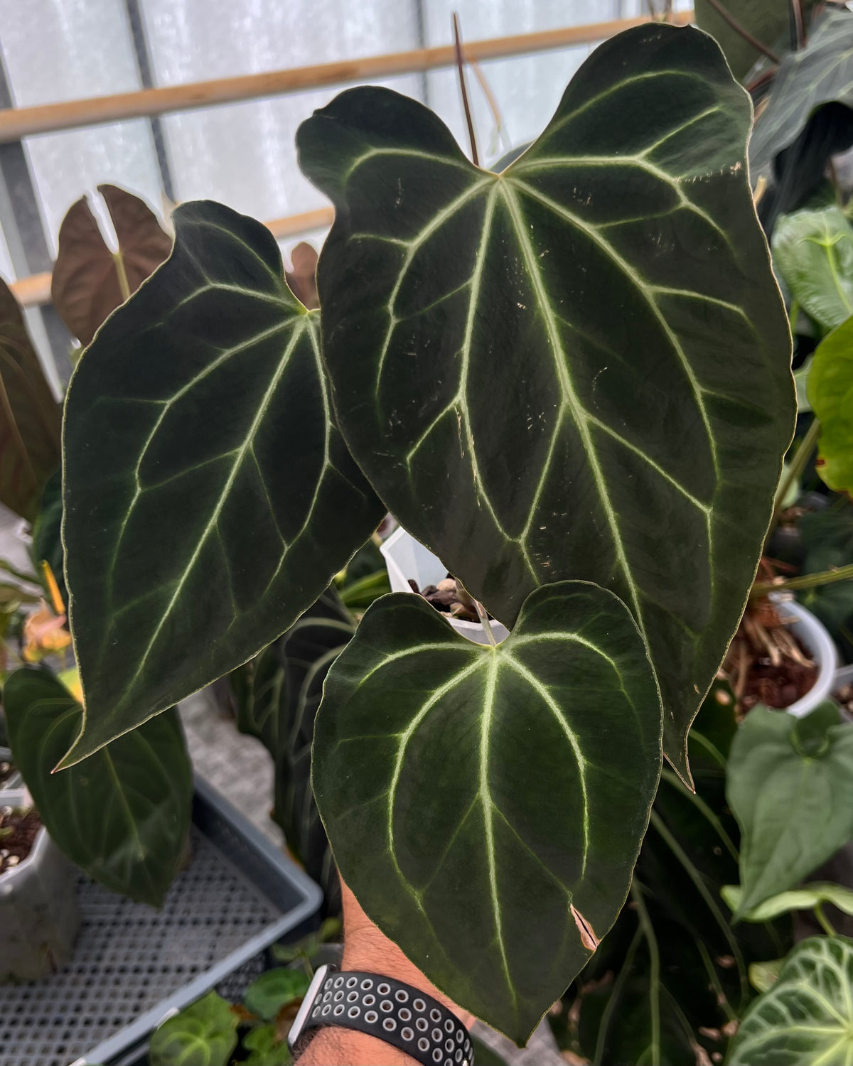 Anthurium besseae aff Wide Sinus x Odin